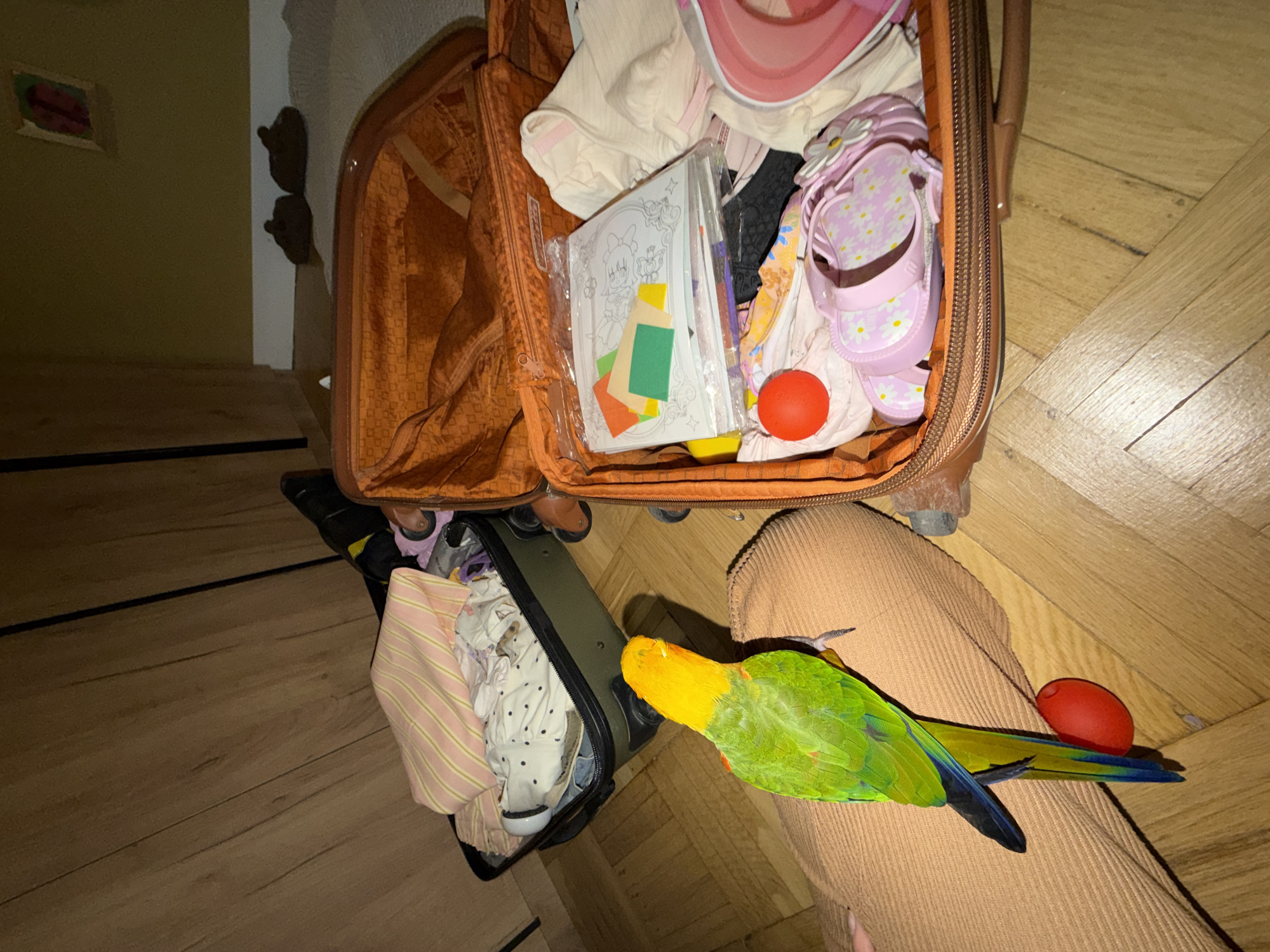 A high-angle shot depicts a person with an orange-and-green parrot perched on their leg near two open suitcases on a wooden floor. The suitcases are packed with clothing and other items, including a coloring book and a pair of pink sandals with flower embellishments. A red ball rests inside one of the suitcases and another on the floor near the person's leg. The setting includes a wall with hooks and a picture and appears to be indoors. There is no information provided about the city of Khimki, Russia.