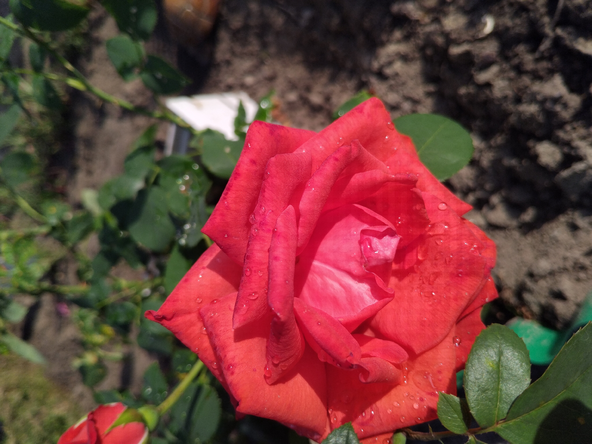 A close-up, eye-level, outdoor shot focuses on a vibrant red rose bloom in the foreground, its petals adorned with numerous glistening water droplets. The rose, slightly to the left of center, displays a rich, layered texture with varying shades of red and hints of pink in its inner folds. To the upper left, a red rosebud, partially obscured by the main bloom, is also visible, its green sepals peeking through. The background consists of the coarse, dark soil of a garden bed, interspersed with blurred green foliage and a few lighter-colored objects, possibly rocks or decorative elements. The lighting suggests a bright, sunny day, casting subtle shadows on the rose petals and the soil. The overall scene evokes a sense of natural beauty and freshness, likely captured in a garden setting.