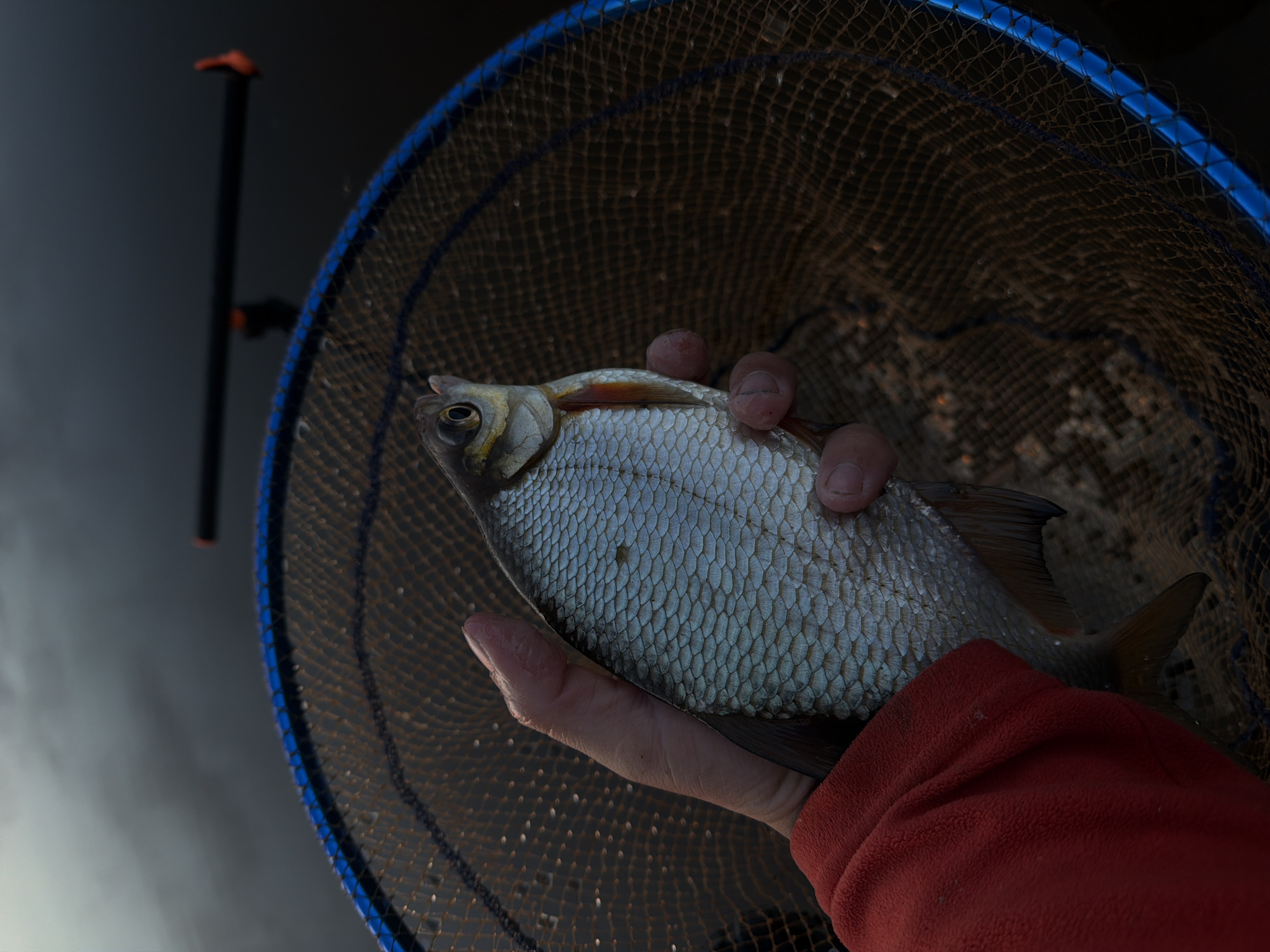 A hand wearing a red sleeve holds a silver fish inside a fishing net with a blue rim. The net is positioned against a dark, reflective body of water and part of a black fishing rod is visible. The location is not discernible from the image.
