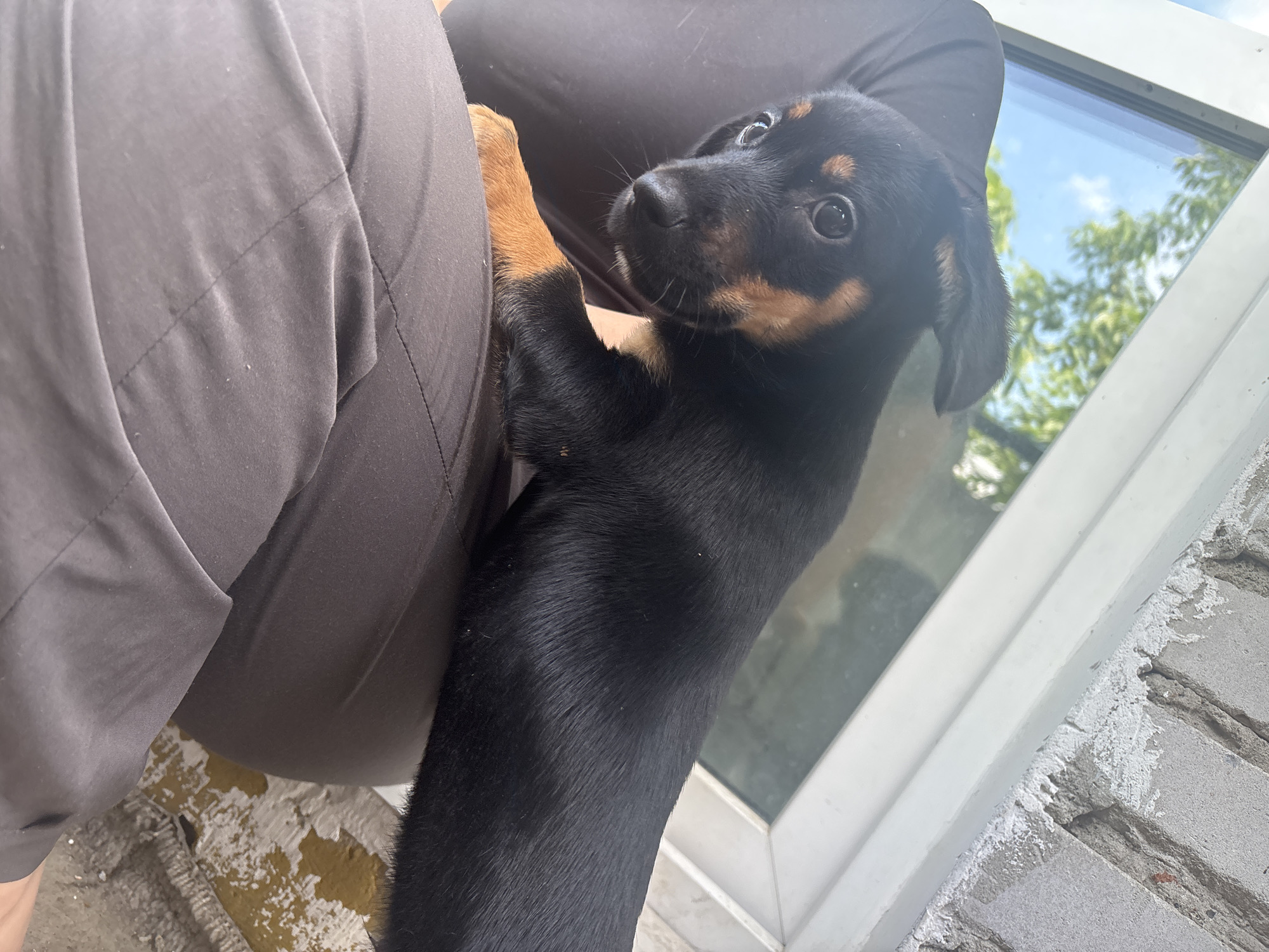 A black and tan puppy is held up by a person wearing dark gray pants and a dark top. The puppy is looking up at the person with its paws resting on their leg. The puppy has large, dark eyes and tan markings around its face and paws. In the background, a white window frame is visible, with greenery and a blue sky seen through the glass. The scene appears to be outdoors, possibly on a balcony or near a window. There is no specific indication of the location being in Birobidzhan, Russia.