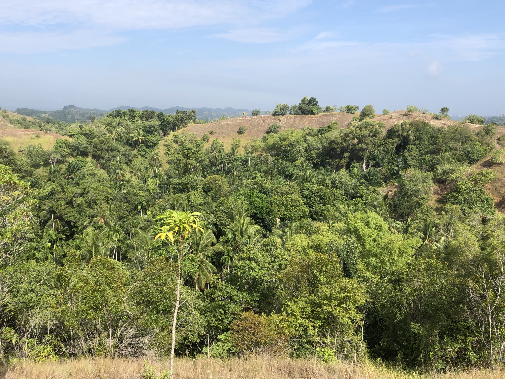 The image depicts a lush, rolling landscape under a clear blue sky with scattered white clouds. The foreground features dry, golden grass and sparse shrubs. Behind this, a dense, vibrant green forest covers the rolling hills, characterized by a variety of trees, including palm trees. The terrain appears to be hilly, with some areas of exposed brown earth on the crests of the hills, suggesting possible deforestation or natural erosion. In the distance, more hills and mountains fade into a hazy horizon. The scene conveys a sense of natural beauty and tropical environment. The location is the outskirts of Lhokseumawe, Indonesia, characterized by its tropical climate and extensive vegetation. There are no people or man-made structures visible in the image, emphasizing the natural landscape.