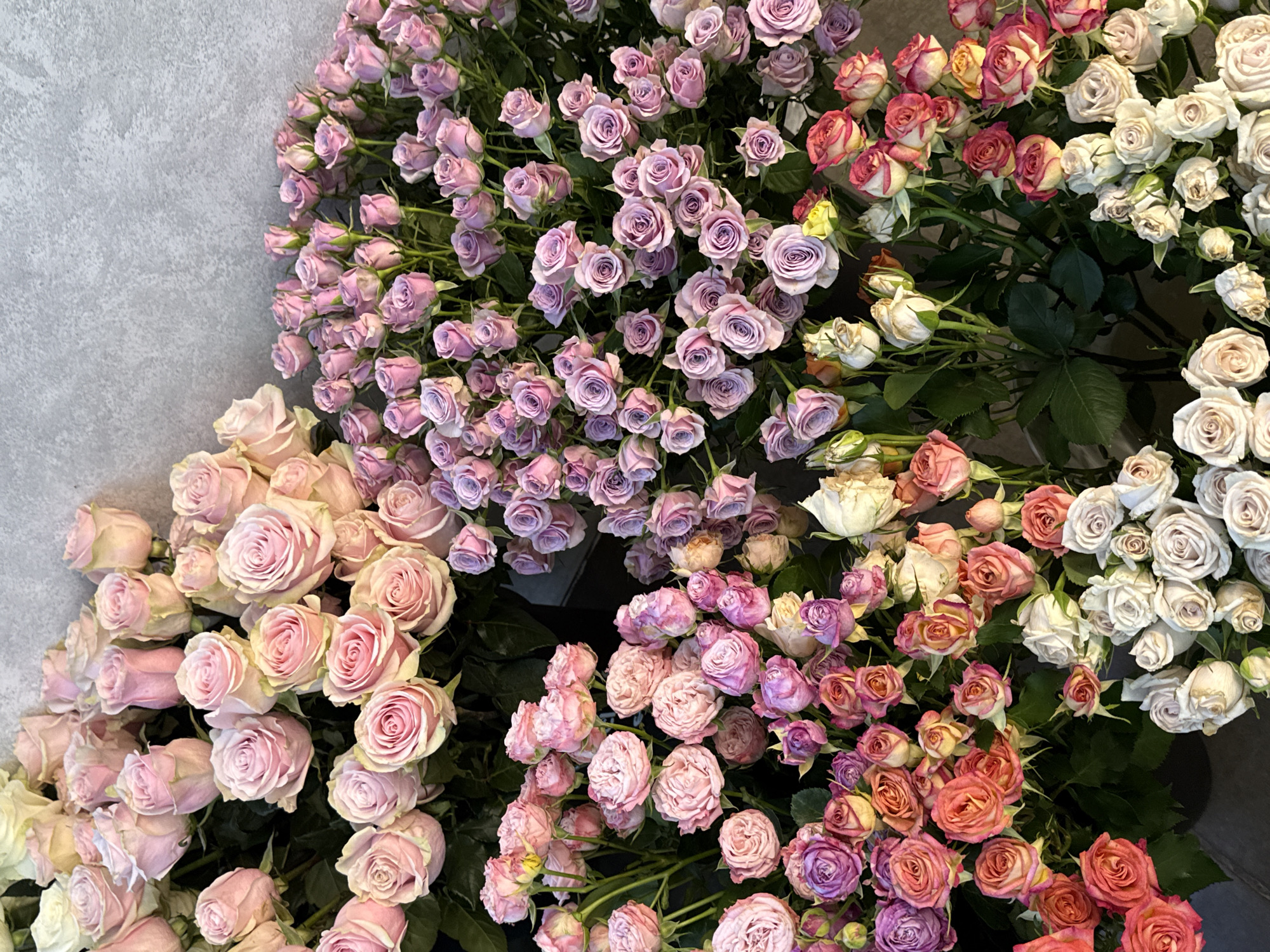 A collection of various roses of different shades of pink, purple, and white are displayed against a textured gray wall. The roses are arranged in bouquets and appear to be for sale. The lighting suggests an indoor setting, possibly a flower shop or market. The image is taken from a slightly elevated angle, looking down on the floral display. There are no people visible in the image.