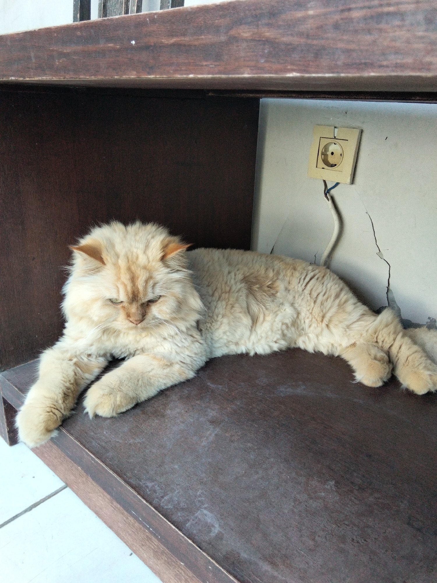 A fluffy, light brown Persian cat is lying on a dark wooden shelf. The cat is facing left with its head down, its eyes partially closed. Its front paws are extended forward, and its back legs are stretched out behind it. To the right of the cat, on a light-colored wall, is an electrical outlet with wires attached. The background shows the dark wood of the shelf above and a glimpse of a tiled floor below. The scene appears to be indoors, possibly in a residential setting. The presence of an electrical outlet suggests it might be in a home or a similar building in Denpasar, Indonesia.