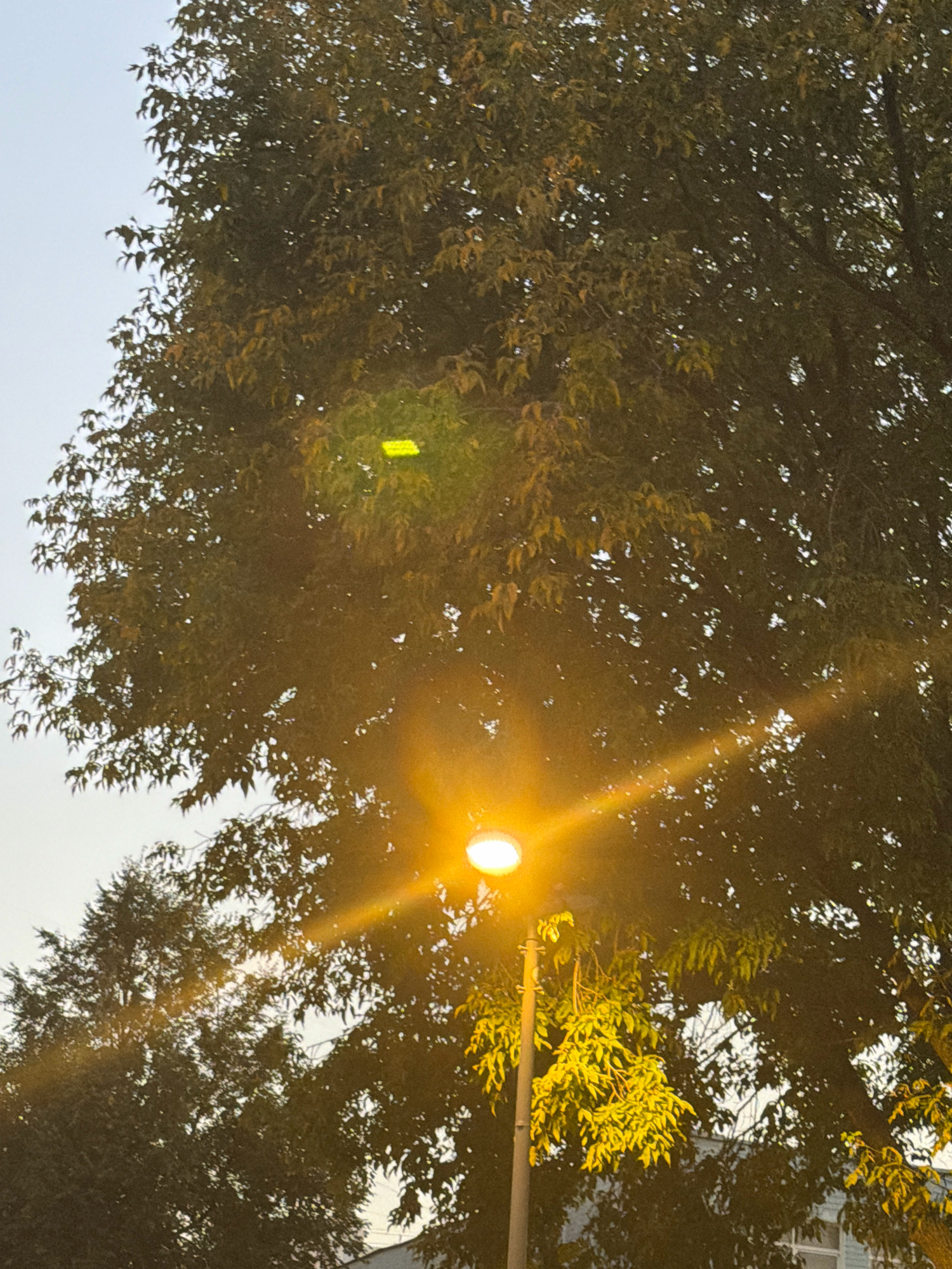 This is a close-up, low-angle shot of a streetlamp with a bright orange glow, positioned in front of a large tree with dark green and yellowing leaves. The tree's canopy fills most of the frame, with glimpses of a light blue sky visible through the foliage. A faint yellow horizontal light streak is visible in the upper part of the tree. The streetlamp is a modern, slender pole with a single, circular lamp emitting a strong, warm light that creates lens flares across the image, particularly a prominent diagonal ray extending from the lamp upwards and to the right. Some of the tree's branches and leaves are illuminated by this light, appearing golden. The background is mostly obscured by the tree and the lighting conditions. No people or animals are visible. The scene appears to be outdoors, likely in an urban environment given the presence of a streetlamp. Without further information or context, it is impossible to determine the specific location within Moscow, Russia.
