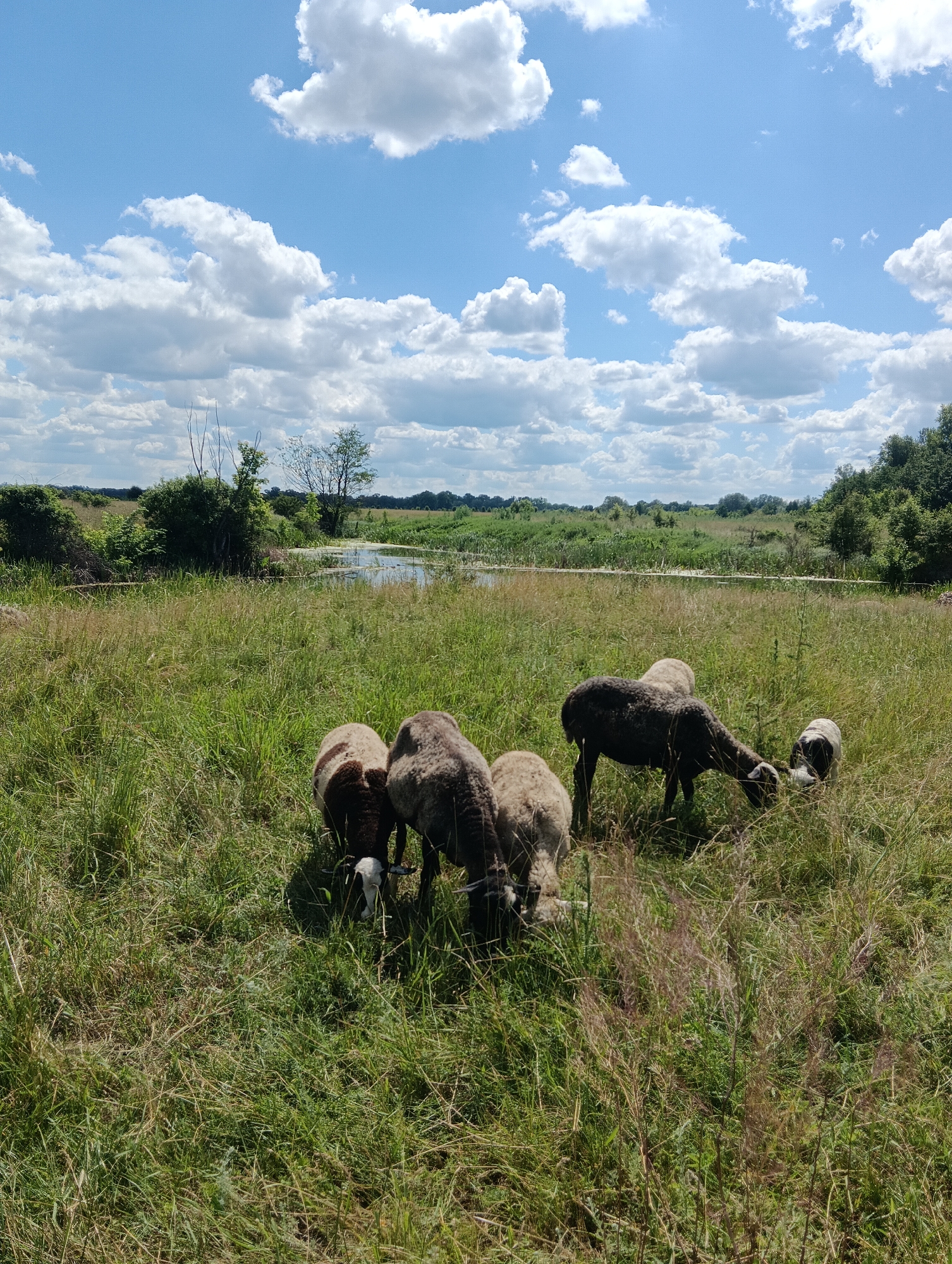 In a grassy field under a bright blue sky dotted with fluffy white clouds, a small flock of sheep grazes. The sheep are a mix of colors, with some being predominantly brown and white, while others are a darker grey or black. They are positioned in the foreground and mid-ground, with their heads down as they eat the grass.
Beyond the field, a body of water, possibly a pond or slow-moving stream, is visible. Trees and lush green vegetation surround the water, creating a natural landscape. The overall scene depicts a peaceful rural setting. The location is Unknown, Unknown.