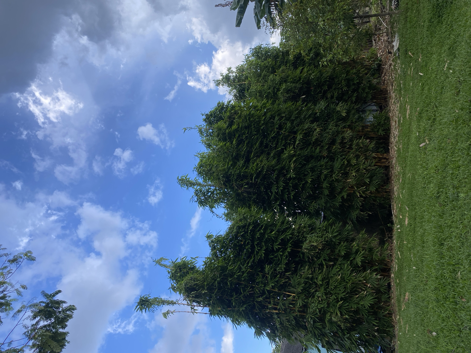 The image shows a lush bamboo forest with a bright blue sky and scattered white clouds. The bamboo stalks are tall and green, with dense foliage that creates a thick canopy. The grass on the right side of the image is vibrant green and appears well-maintained. The scene suggests a warm, humid day, typical of a tropical climate. The image is oriented vertically, with the sky occupying the top portion and the bamboo and grass filling the bottom. There are no people or discernible objects in the scene, but the presence of a roofline peeking from behind the bamboo suggests a residential area. The overall mood is tranquil and natural, evoking a sense of peace and serenity. The image appears to have been taken outdoors during daylight hours, likely in the morning or afternoon. No text is visible in the image.