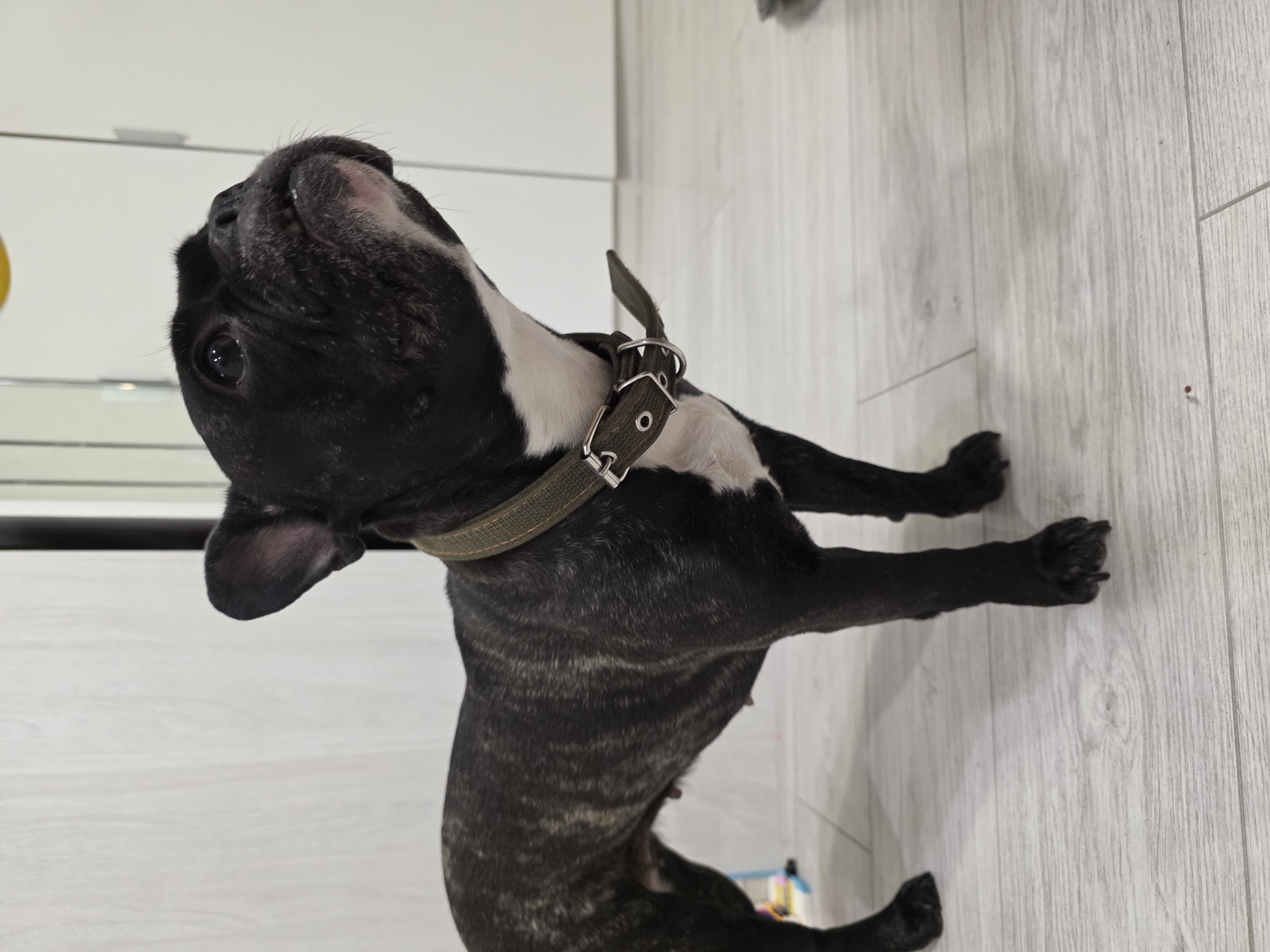 An indoor portrait features a brindle and white French Bulldog, positioned vertically on the left side of the frame. The dog wears an olive green collar with a silver buckle. Its fur is dark brindle with distinct lighter markings, and it has white fur on its chest. The French Bulldog is captured from a slightly low angle, looking sharply upwards with its head tilted back. Its dark eyes are focused and alert, and its mouth is slightly ajar, conveying an expression of curiosity or anticipation.
The background consists of light-colored walls or cabinets, suggesting a modern and clean interior. The dog stands on a light-toned wooden or laminate floor with visible plank lines and subtle grain patterns. The lighting is even and bright, indicating an indoor setting, likely during daytime or under artificial illumination. No other subjects, distinct objects, or text are visible in the image.