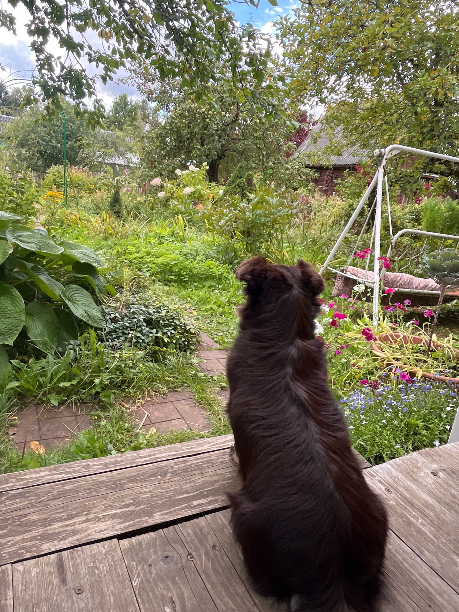 A medium-shot, eye-level, outdoor photograph taken from a wooden deck, looking out into a lush, overgrown garden. A dark brown, long-haired dog is sitting on the deck, facing away from the camera, towards the garden. The dog's back is the primary subject in the foreground. Behind the dog, the garden is a dense mix of green foliage, flowering plants, and some larger leafy plants. A white metal swing set with a patterned cushion is visible to the right of the frame, partially obscured by the dog and vegetation. In the background, a rustic wooden building with a grey, corrugated roof is nestled among trees and plants. The sky above is cloudy. The scene appears to be in a rural or semi-rural setting, likely a dacha or garden plot. The location is specified as Krasnaya Presnya SNT, Russia.