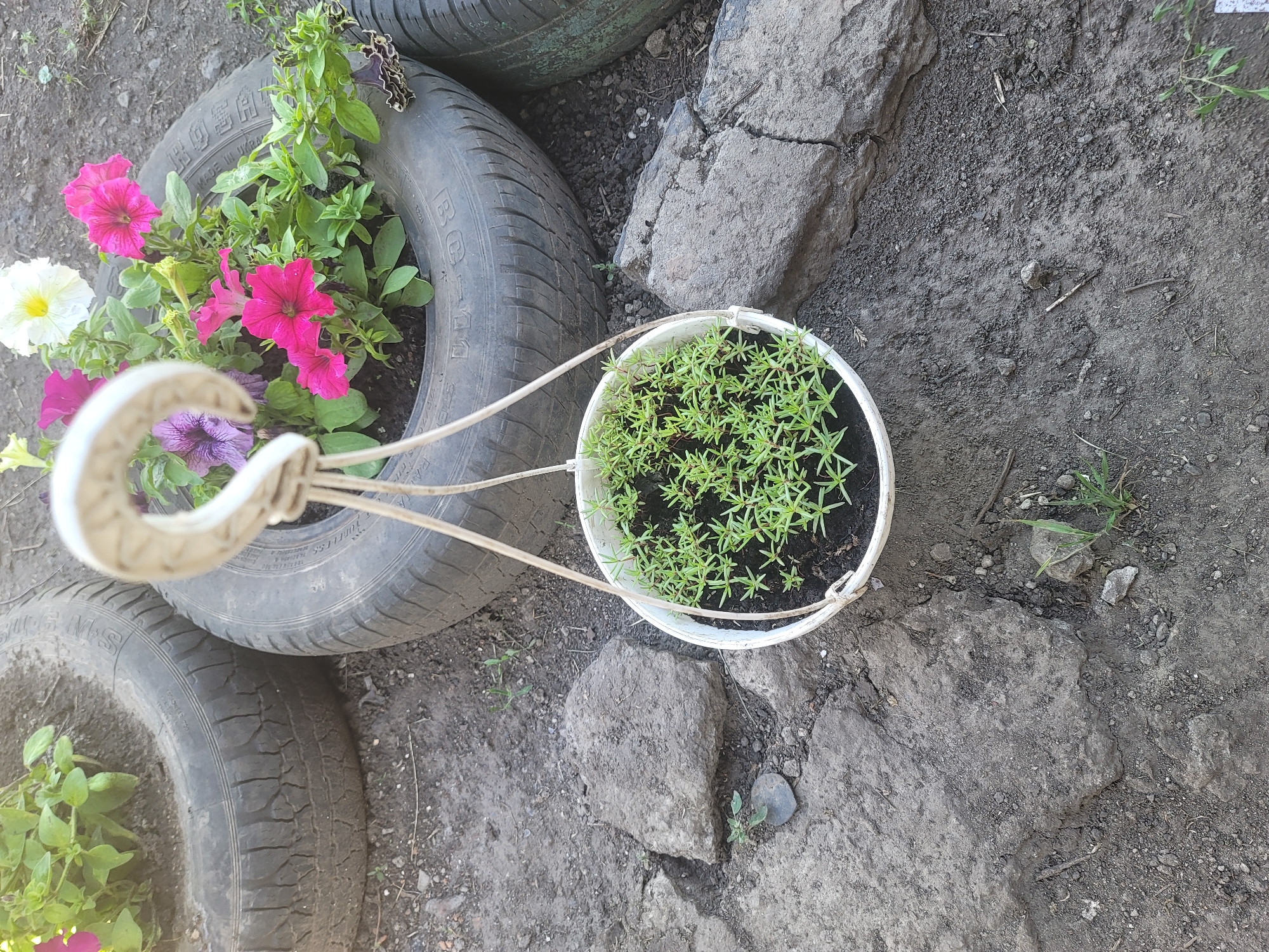The image shows an outdoor scene, likely a garden or yard, with elements arranged on dark soil and among large, gray rocks. In the center-left, a car tire has been repurposed as a planter, filled with vibrant pink, purple, and white petunias. A white hanging basket, with a decorative rope handle, is suspended and contains a cluster of small green plants with numerous needle-like leaves.
The setting appears to be natural and somewhat rustic, with the soil being the primary ground cover, interspersed with rough-textured rocks. The lighting suggests it is daytime, likely sunny, given the clarity of the image. There are no people visible in the frame, and the focus is on the plants and the way they are displayed. The tires, used as planters, indicate a creative approach to gardening or possibly a do-it-yourself aesthetic. The overall impression is one of a simple, outdoor cultivation space.
Visible text on the tire reads: "TUBELESS" and "MADE IN UKRAINE".