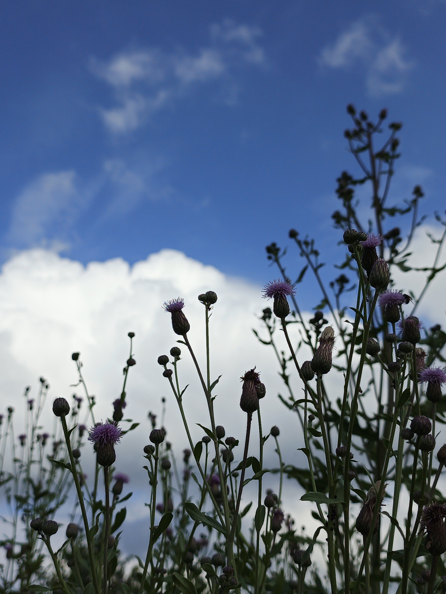 The image depicts a field of thistles against a blue sky with scattered white clouds. The thistles are predominantly in the foreground and midground, with some appearing as buds and others in bloom with purple florets. The lighting suggests it is daytime, with the sun illuminating the clouds and parts of the thistles. The perspective is low, looking up at the plants and the sky. There are no people or animals visible in the frame. The environment appears to be a natural, outdoor setting, likely a meadow or field. The location provided, Medvedyovka, Russia, indicates the geographical context of the scene.