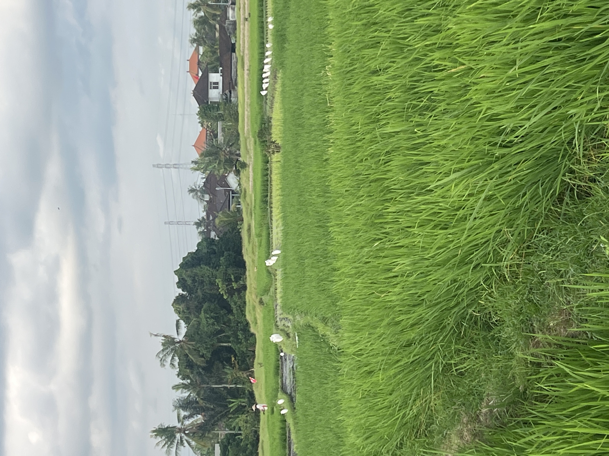 This image depicts a lush green rice paddy field under a cloudy sky. In the distance, several houses with orange tiled roofs are visible, along with palm trees and power transmission towers. Several white birds, likely egrets, are scattered throughout the field, some wading in the water. On the left side of the frame, a person wearing a conical hat is present in the paddy. The foreground is dominated by the vibrant green stalks of the rice plants. The scene suggests a rural agricultural setting, possibly in or near Kediri, Indonesia, known for its rice cultivation.