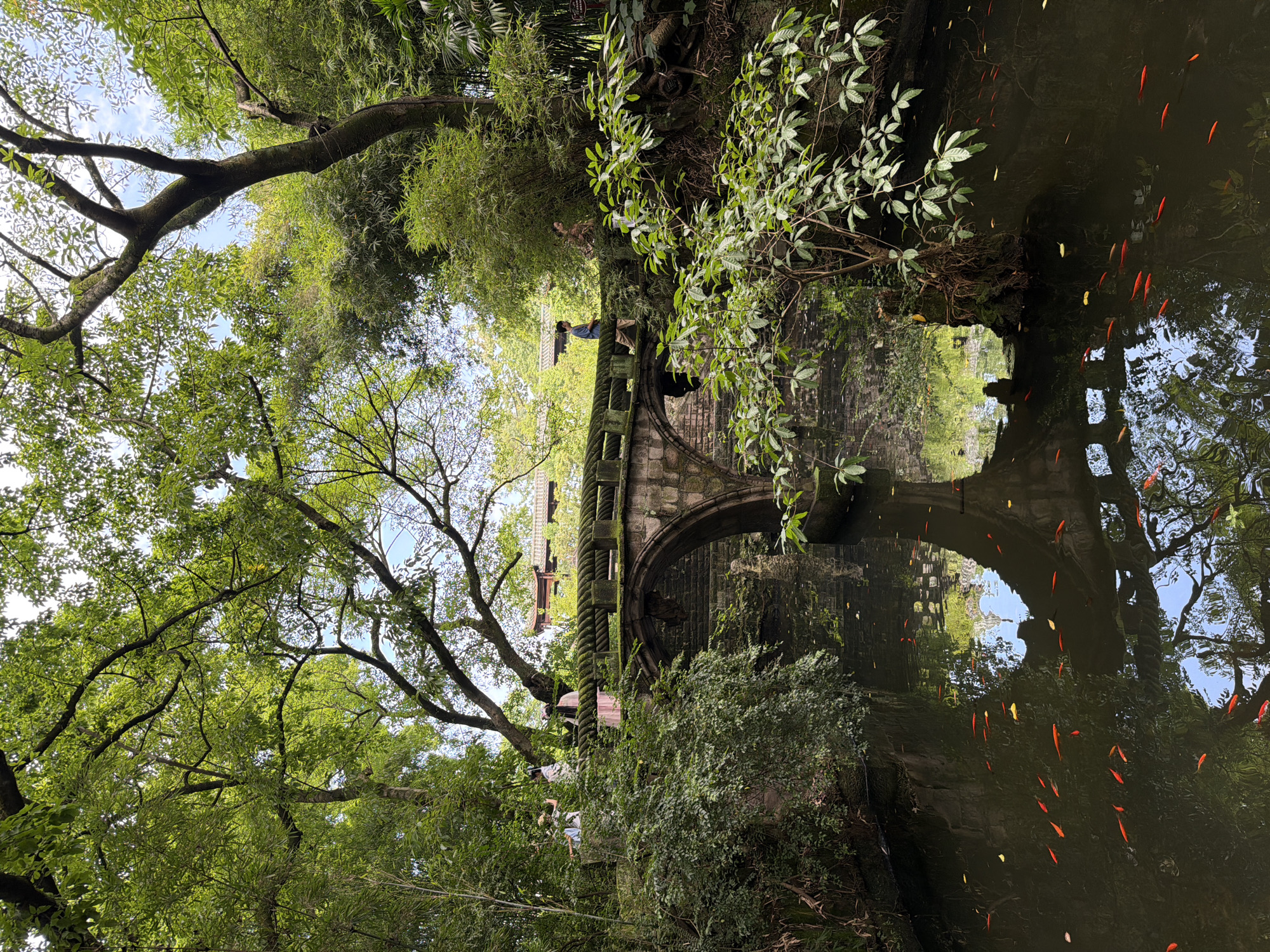 The image depicts a tranquil scene at a pond within a park setting, likely in Yuzhong District, China, given the architectural style of the bridge and surrounding vegetation. A stone arch bridge, covered in moss and with a rope-like railing, spans the dark water. Numerous bright orange goldfish are visible swimming in the pond, their reflections shimmering on the surface. Lush green trees and bamboo foliage frame the scene, with branches extending over the water and bridge. In the background, traditional Chinese-style tiled roofs of buildings are partially visible through the trees. Several individuals are present: two people stand on the bridge in the left portion of the frame, appearing to observe the surroundings. Further along the bridge, a man in a blue shirt and beige pants walks from left to right. Another person, dressed in a brown and patterned garment, walks in the opposite direction on the right side of the bridge. The overall atmosphere is serene and natural, highlighting the integration of man-made structures with the surrounding environment.