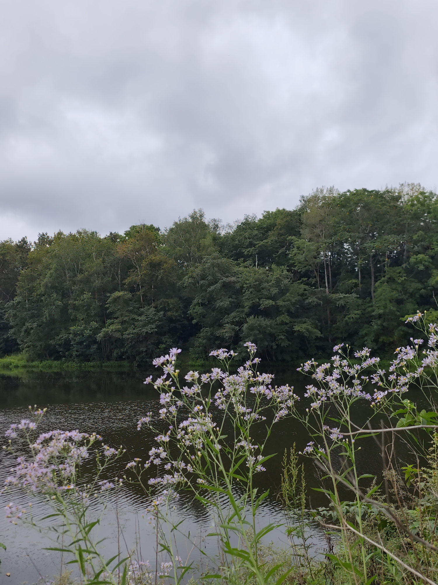 The image depicts a natural scene near a body of water, with a dense forest in the background. The foreground features a cluster of delicate, light purple wildflowers with thin stems and green leaves, some of which extend over the water's edge. The water itself appears dark and reflective, with ripples on its surface. The forest behind the water is composed of numerous trees with varied shades of green foliage, creating a textured wall of vegetation. The sky is overcast with gray clouds, suggesting a somber or cool weather day. The overall impression is one of a serene, undeveloped natural landscape. This scene is located in Solovej-Kljuch, Russia.