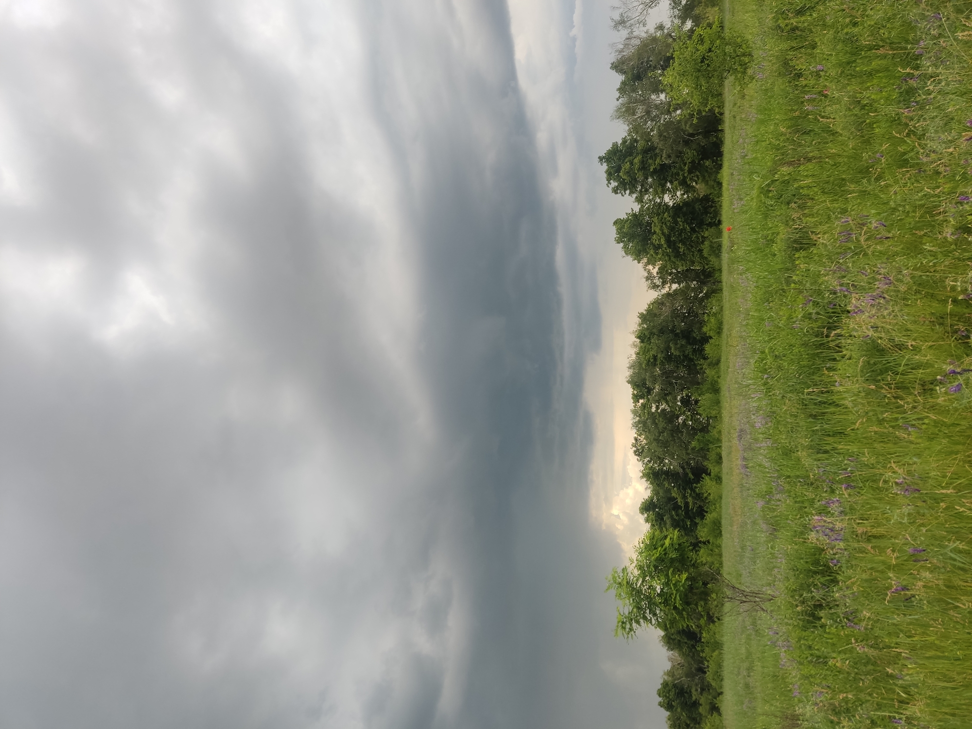 A vast, green field dotted with purple wildflowers and tall grasses stretches towards a dense line of trees forming the horizon. A single, thin tree stands in the foreground, its sparse branches reaching upwards. The sky above is heavily overcast with dramatic, dark gray storm clouds, hinting at an approaching or ongoing rain shower. The overall environment suggests a rural or natural setting, likely outside of a city center, with the overcast weather creating a somber and atmospheric mood. The image appears to be a landscape photograph taken in Marianivka, Ukraine, capturing a moment of natural beauty under a stormy sky.