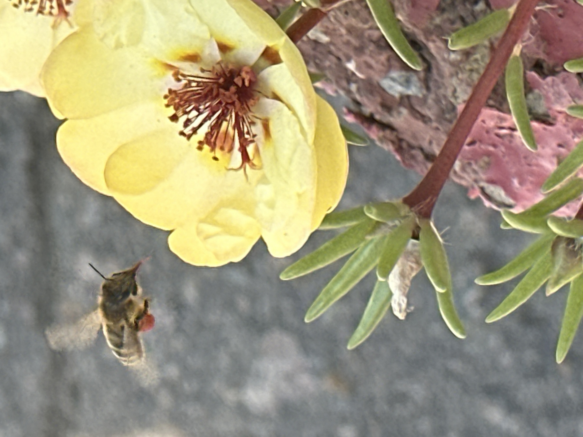 In Lobacheve, Ukraine, a macro photograph captures a hummingbird hawk-moth in flight, its wings blurred with motion as it hovers near a yellow flower. The moth, with its distinctive proboscis extended, is a focal point, as is the vibrant yellow bloom with its intricate brown center. Green leaves and a reddish stem are also visible, adding to the natural setting. The background is softly blurred, suggesting a shallow depth of field, with textured gray and pink surfaces hinting at an urban or garden environment.
