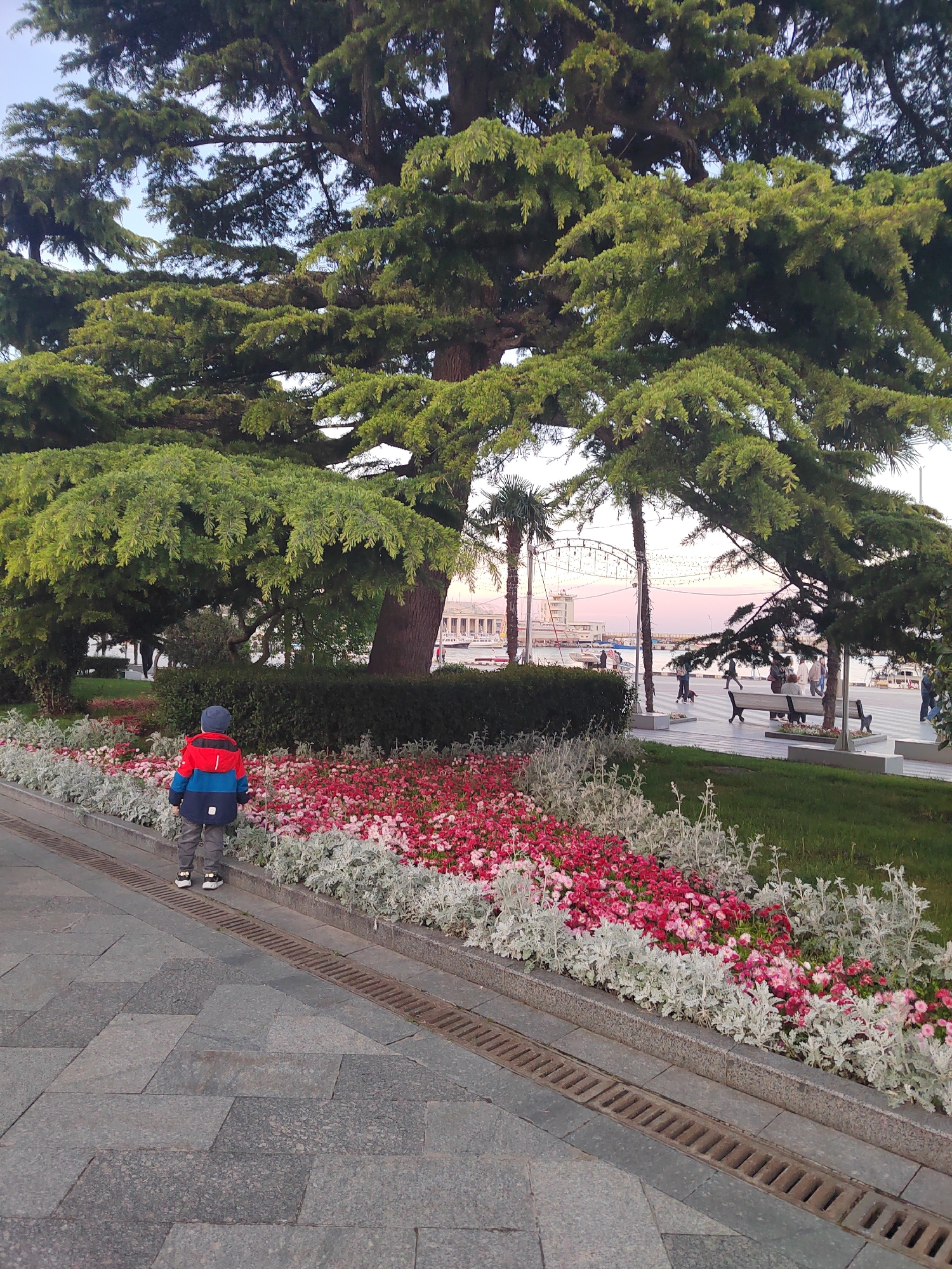A young child is standing on a gray paved sidewalk next to a flower bed. The child is wearing a blue hat, a blue and red jacket, and gray pants with black and white shoes. The flower bed contains rows of red and white flowers with some silver plants. A large tree with green leaves is behind the flower bed. In the distance, there are palm trees, a Ferris wheel, and a building. There are other people walking in the background. A drainage grate is visible between the sidewalk and the flower bed.