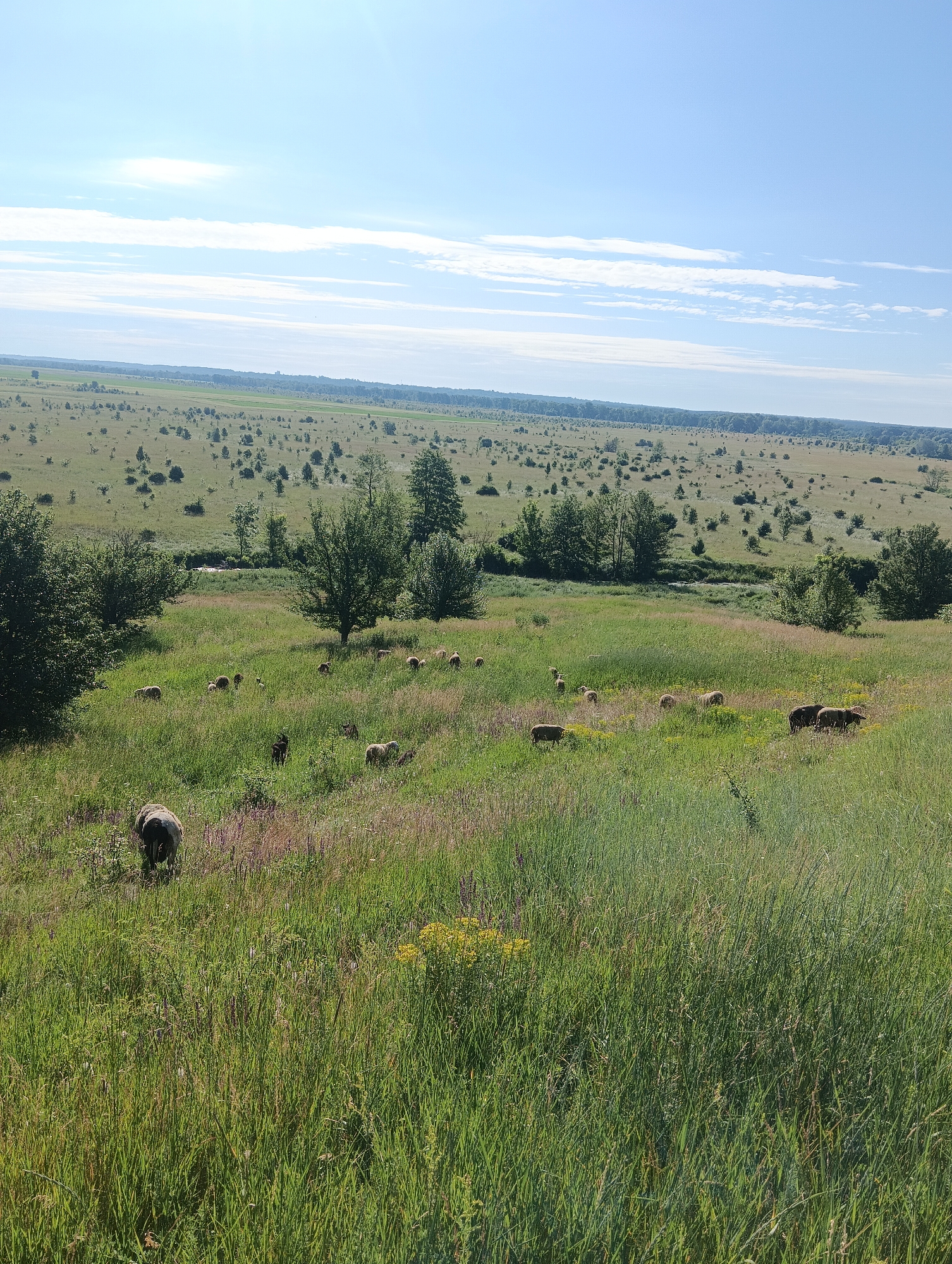 An overhead view of a wide, pastoral landscape under a clear blue sky with scattered white clouds. The foreground is a grassy knoll with tall, green grass intermixed with wild flowers, some of which are yellow. In the middle ground, a flock of sheep graze on the grassy slope. Some of the sheep are dark brown, while others are lighter in color. There are also several small trees scattered throughout the middle ground. A gentle slope leads down to a wide, flat plain dotted with more trees and bushes. In the distance, a forest of trees forms a dark line on the horizon, and beyond that, the land stretches out to meet the sky.