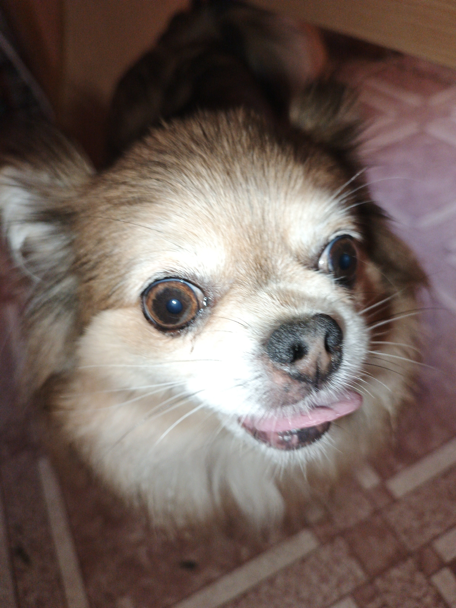 A close-up shot of a small, fluffy dog with light brown and white fur is shown from a slightly elevated perspective. The dog's head fills most of the frame, with its eyes wide open and looking directly at the camera. One eye is slightly more prominent due to the angle. Its tongue is sticking out and curled to the right. The dog's nose is black and moist. The background appears to be a tiled surface with reddish-brown and pinkish tones, suggesting an indoor setting. There is no indication of the specific location in Medvedyovka, Russia, as the image lacks any discernible landmarks or context to pinpoint its geographical origin within the city. The lighting suggests an indoor environment, possibly with artificial light.