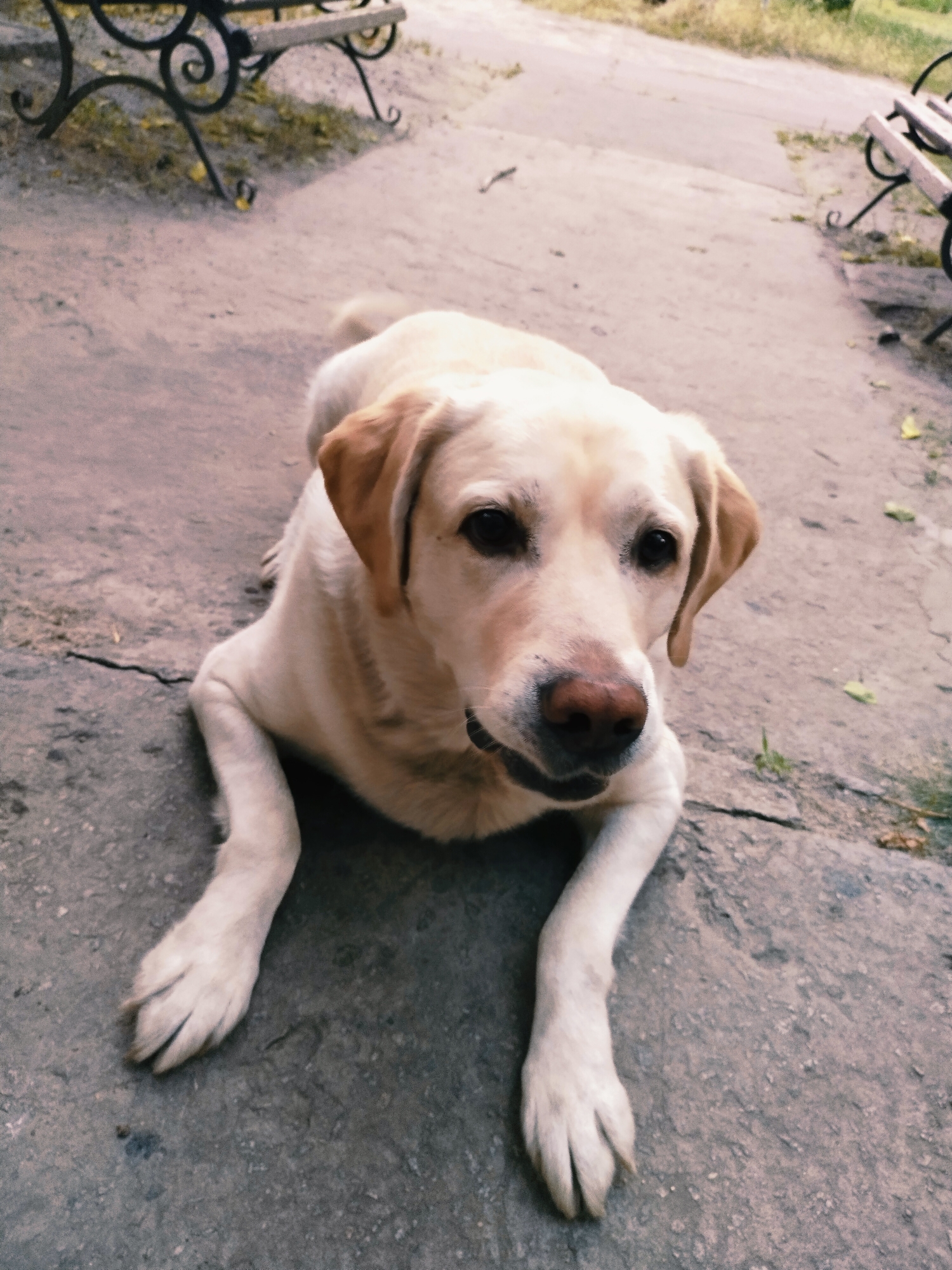 A light-colored Labrador retriever lies on a concrete surface. The dog is facing the camera with its head slightly tilted. Its paws are extended forward. In the background, there are portions of two park benches with decorative metalwork, and some sparse greenery. The ground appears to be a paved area, possibly a park path or sidewalk. The overall lighting suggests it is daytime, with soft light illuminating the scene. There is no indication of the city of Horishni Plavni, Ukraine, in the image itself.