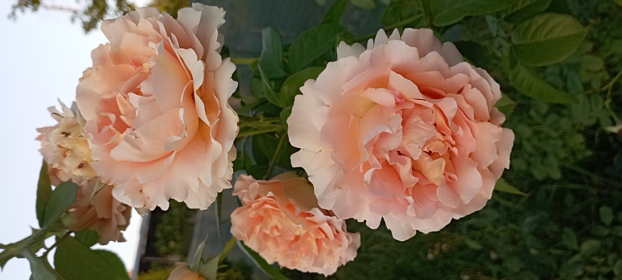 In Radisne, Ukraine, a vertical, eye-level shot showcases a cluster of three pale peach roses. The foreground is dominated by the largest rose, its petals intricately layered and tinged with a soft, peachy hue. Behind it, two smaller roses, similarly colored, bloom slightly to the left and upper left. Green leaves and stems provide a lush backdrop to the flowers, with hints of a fence and greenery in the background suggesting an outdoor garden setting. The sky above is a pale, hazy blue, indicating either early morning or late afternoon.