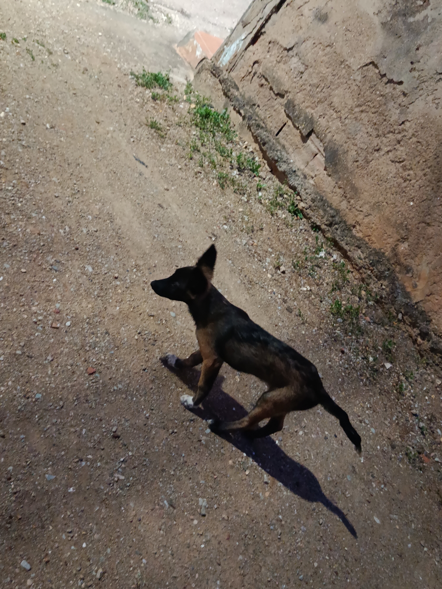 A brown and black dog is pictured in the city of Juan Griego, Venezuela. The dog is standing on a dirt path with small pebbles and some sparse green vegetation growing in patches. To the right of the dog, a rough, textured concrete wall runs along the edge of the path, showing signs of age and some discoloration. The scene appears to be outdoors, likely during daylight or with artificial lighting present as indicated by the shadow of the dog cast on the ground. The dog is facing towards the right side of the frame, with its body angled slightly away from the viewer. Its ears are pointed upwards.