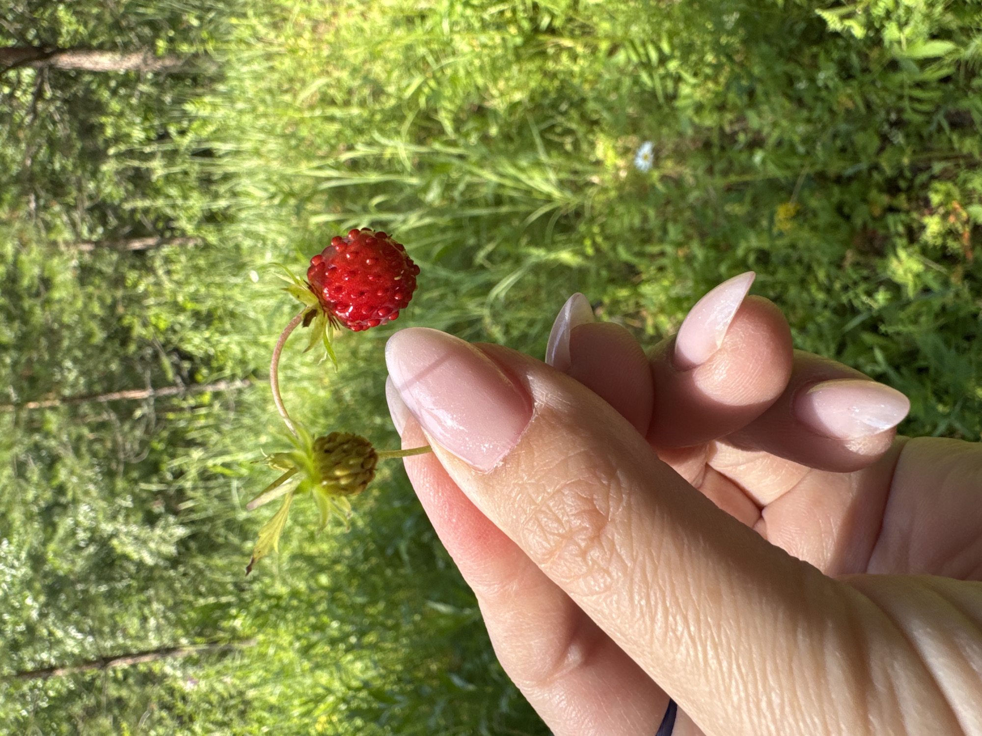 A person's hand with neatly manicured fingernails holds two small wild strawberries against a blurred background of green foliage and trees. One strawberry is bright red and ripe, while the other is smaller and still green. The image appears to have been taken outdoors on a sunny day. The location is not specified within the image or its description.