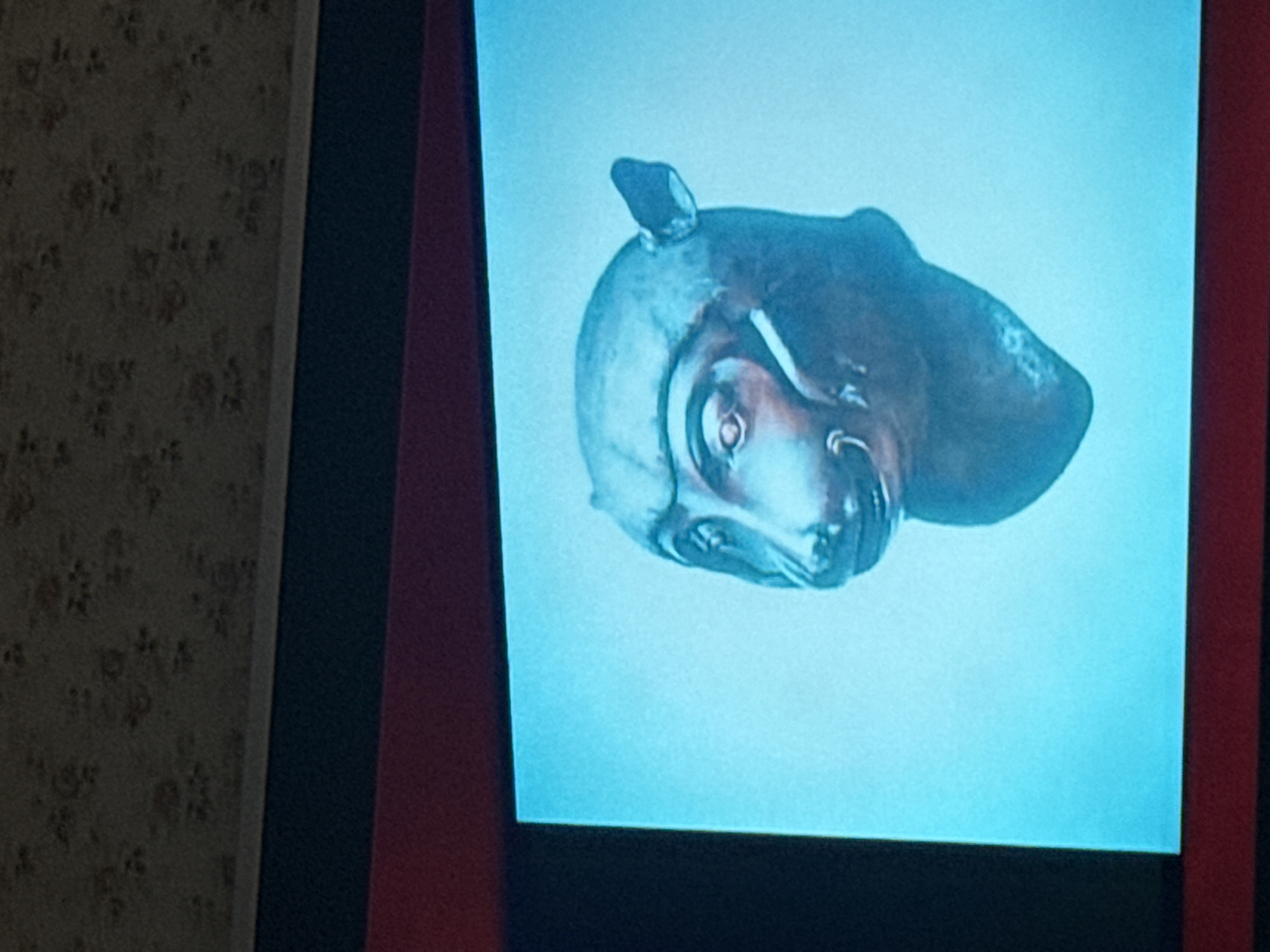 A photo shows a computer screen displaying the head of a hippopotamus against a light blue background. The screen is framed by a red border. To the left of the screen is a wall covered with patterned wallpaper. The location is not specified.
