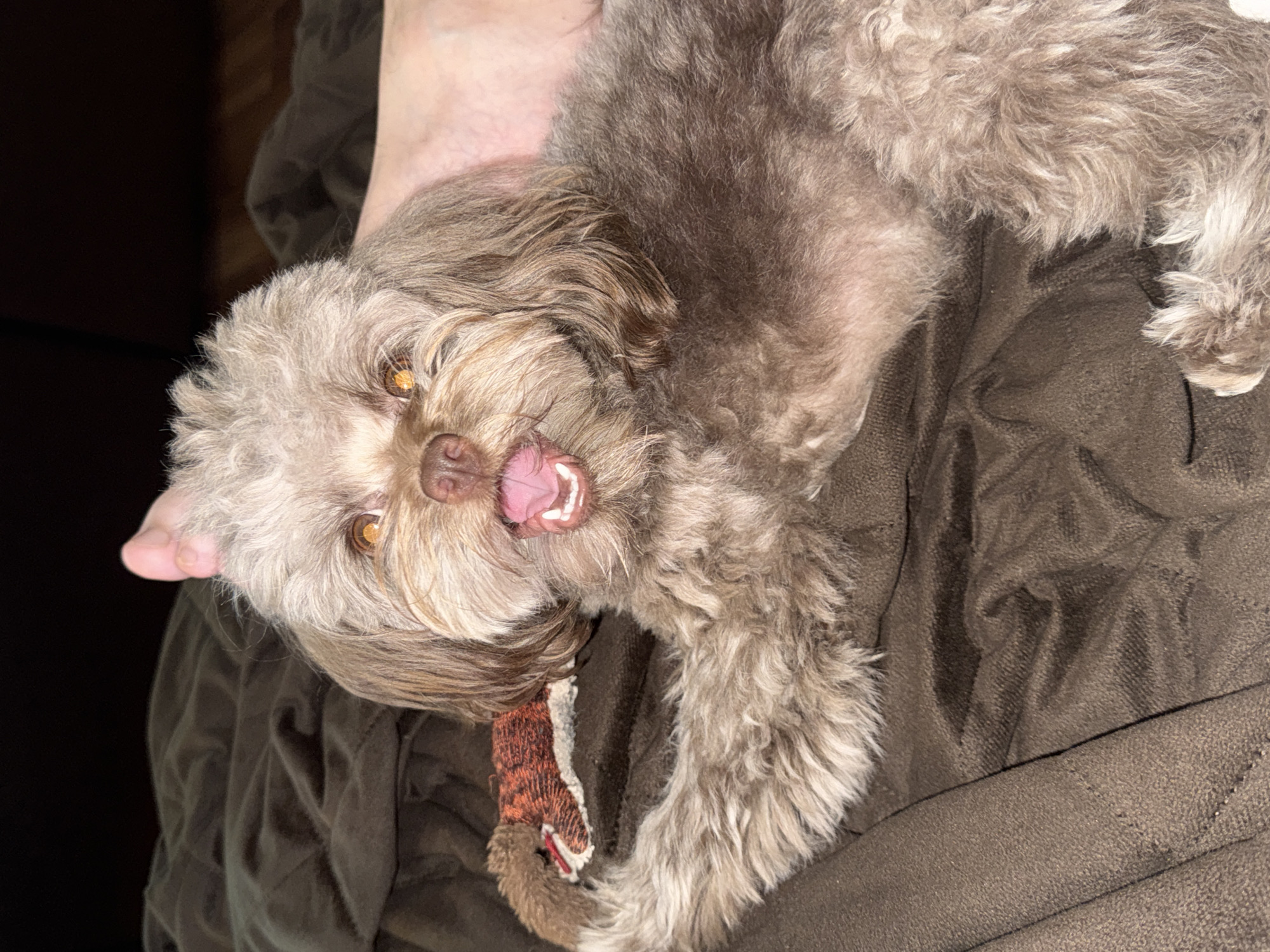 A brown dog with fluffy fur is lying on a brown blanket. The dog's mouth is open, showing its tongue and teeth, and its eyes are wide open. A human foot is visible behind the dog's head, and a small toy is placed under the dog's paws. The background is dark and out of focus. The scene appears to be indoors.