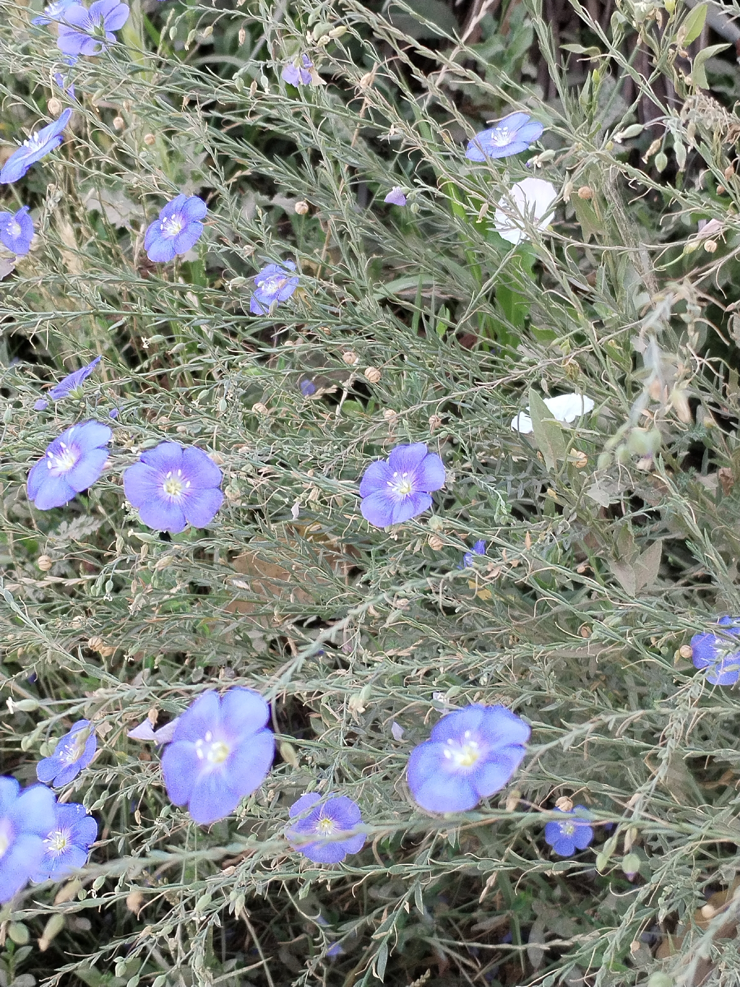 In Moara Domnească, Romania, a close-up, high-angle shot captures a dense cluster of wild flax plants (Linum usitatissimum). The plants are characterized by their numerous slender, green stems and fine, needle-like leaves. Scattered throughout the foliage are delicate, five-petaled blue flowers, many with a lighter center and visible stamens. Some of the flowers are fully open, while others are partially bloomed or in bud. A few white flowers and seed pods are also visible among the blue blossoms. The background is a blur of muted greens and browns, suggesting a natural, uncultivated environment. The lighting is natural, and the focus is sharp on the flora, highlighting the textures and colors of the plants and flowers.