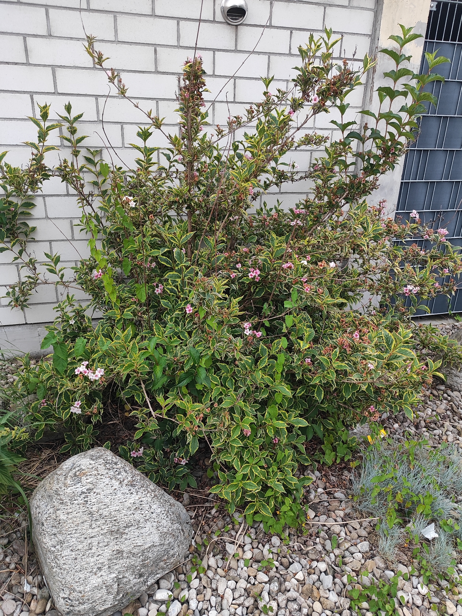 The image shows a plant with variegated green and yellow leaves and pink flowers in front of a white brick wall. A large, grey, mottled rock is situated in the foreground to the left of the plant. The ground around the plant and rock is covered in small grey and white pebbles. To the right of the plant, there is a grey metal grate. The scene appears to be outdoors, possibly in a garden or yard in Diedorf, Germany.