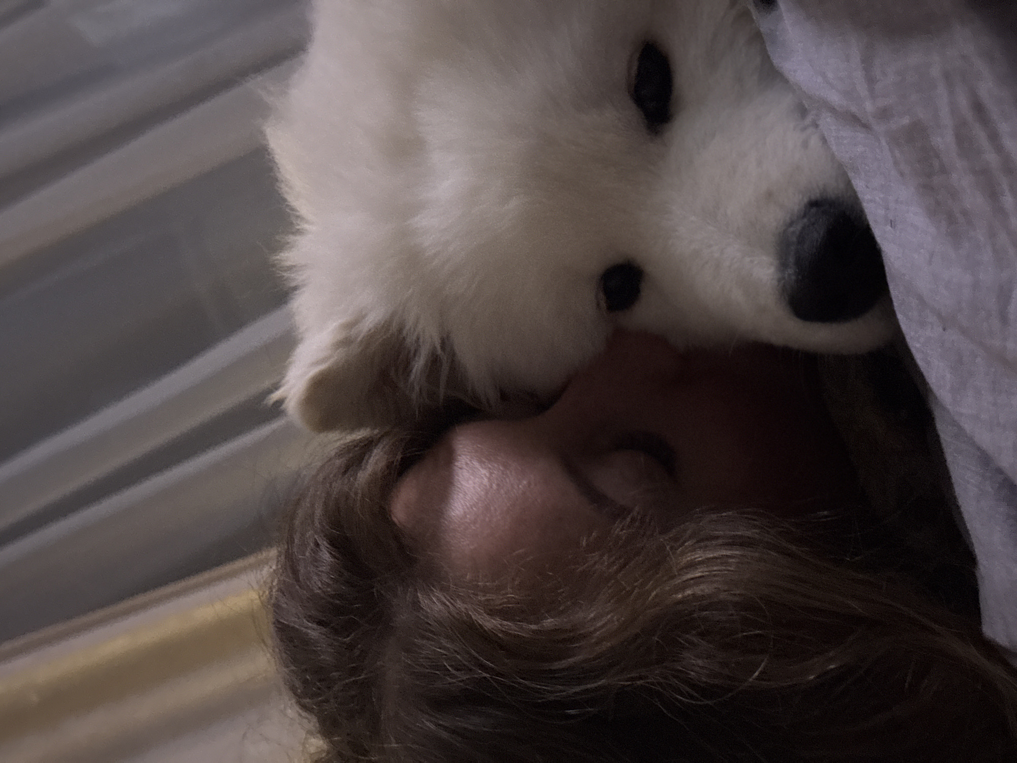 A close-up, slightly angled photograph shows a person lying down with a white dog resting its head on their face. The person appears to be lying on their back, with eyes closed. The dog's head is positioned near the person's forehead and nose. A gray fabric is partially draped over the dog's head. The person has brown hair. The background includes a partially visible, light-colored wall. The location is unknown and cannot be determined from the image.