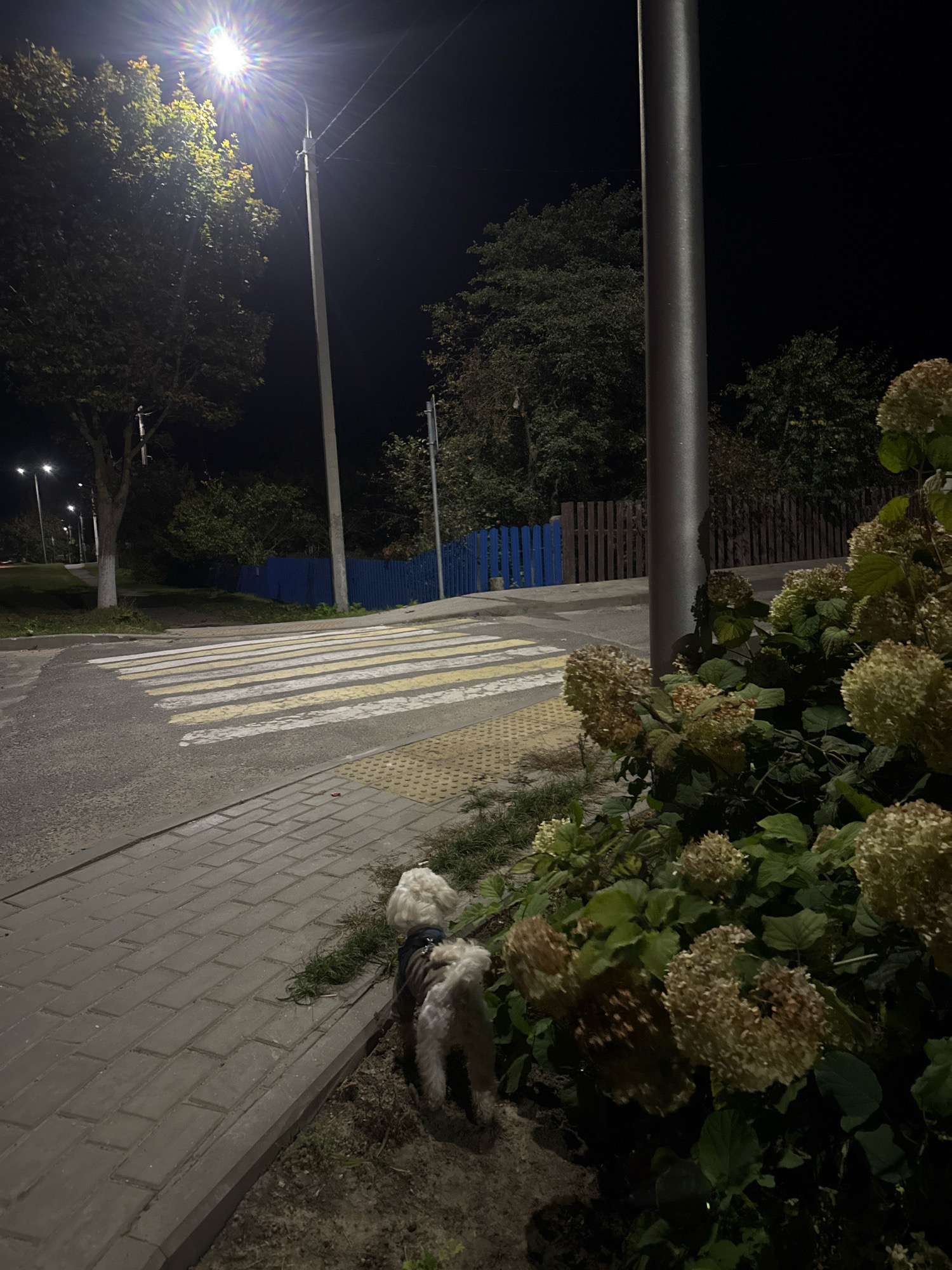 In Slawharad, Belarus, at night, a small, white, fluffy dog wearing a dark blue coat is walking on a paved sidewalk adjacent to a street. The dog is facing away from the camera, towards a crosswalk. The crosswalk, marked with white and yellow stripes, is illuminated by a bright streetlamp overhead, which casts a starburst effect. Beyond the crosswalk, a blue wooden fence runs horizontally, bordered by trees. In the foreground, a large bush with pale, dried flowers and green leaves is positioned to the right of the dog. A metal pole stands in the center of the image, casting shadows. The scene is illuminated by artificial light, creating a nighttime urban environment.