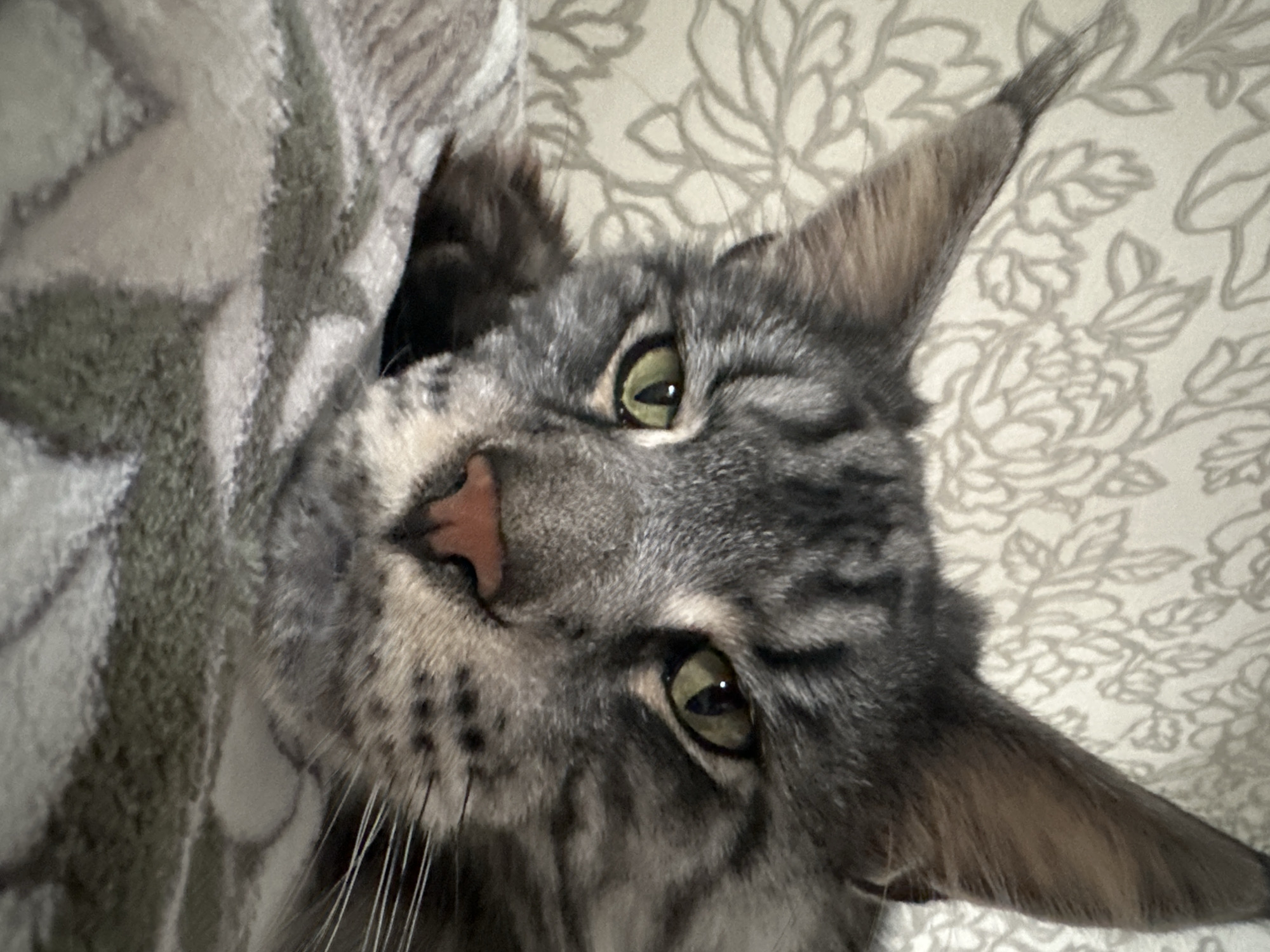 A close-up image presents a gray tabby Maine Coon cat. The cat's head is tilted, and it gazes directly into the camera. The cat's face is gray with darker tabby markings. Its eyes are green. A pink nose is also visible. Long white whiskers extend from its face. The cat's fur is visible in the background, along with a patterned blanket. There is no indication of the city of Chaikovsky, Russia.