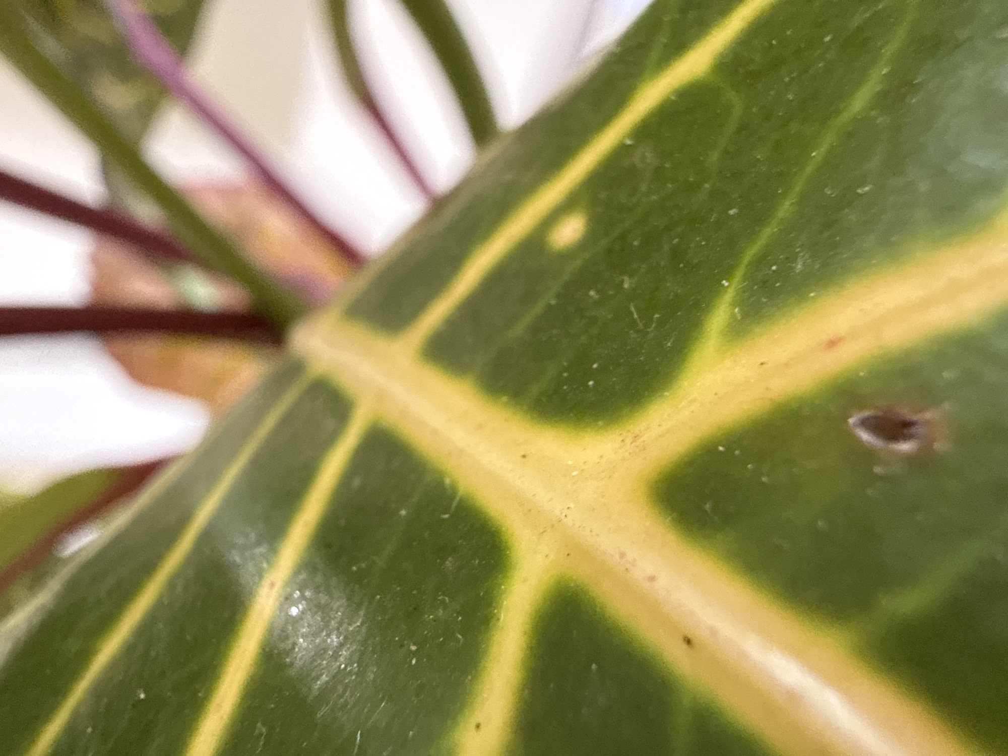 This is a close-up, macro photograph of a green leaf with yellow veins, possibly from a Croton plant. The leaf exhibits a waxy texture and shows some minor imperfections, including small dark spots and a small hole. In the background, out of focus, are reddish-purple stems and other leaves. The image is very detailed, focusing on the surface texture and venation pattern of the leaf. No location in Baan Lamai, Thailand, is discernible from the image.