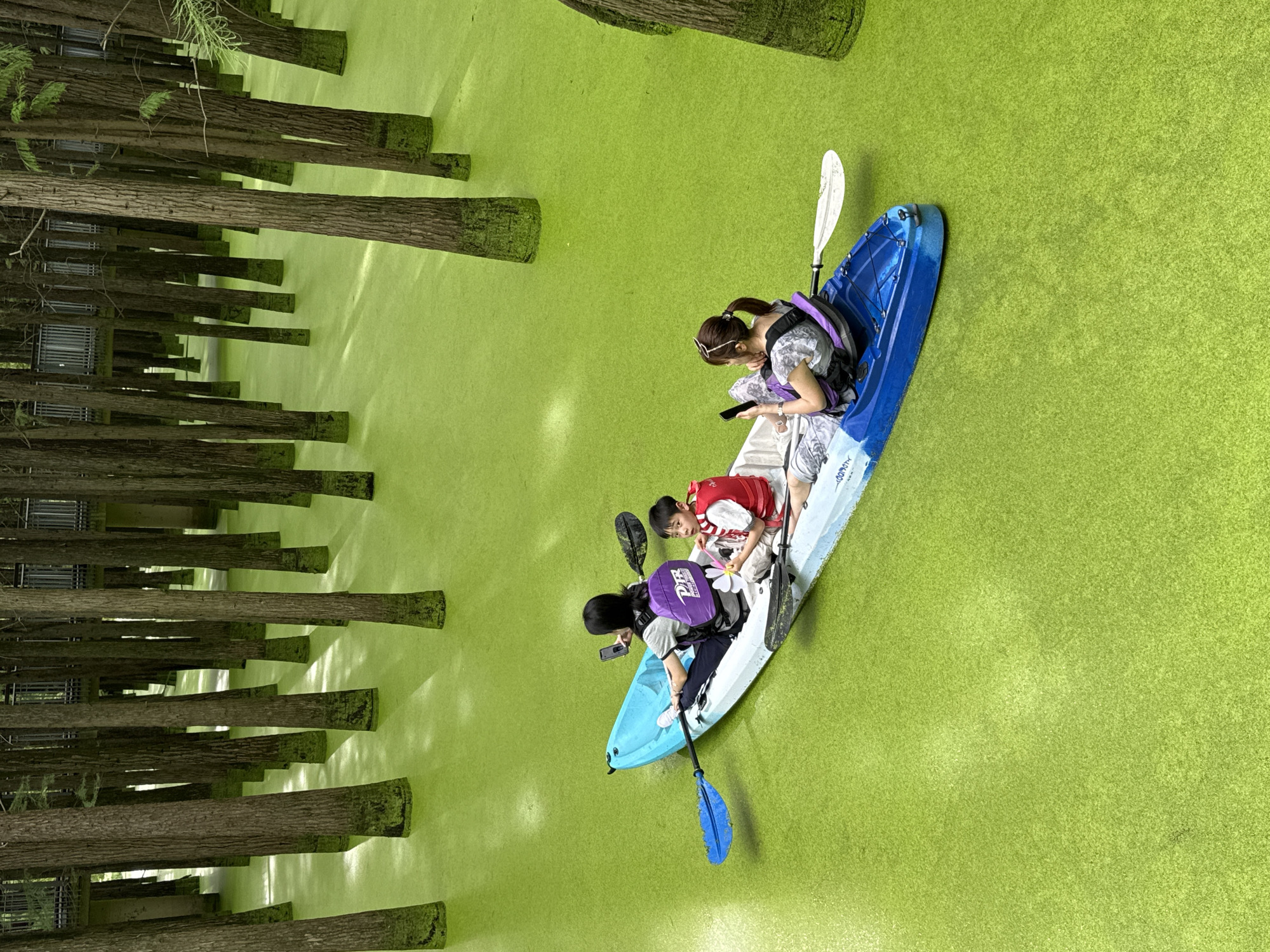 The image captures a serene scene within the Futian Wetland Park in Lin'an District, China. Three individuals are navigating a bright blue and white kayak through a tranquil body of water covered in a vibrant green algae. In the front of the kayak, a young boy, wearing a red and white life vest, looks towards the camera, holding a white flower. Behind him, a woman with dark hair tied in a ponytail, wearing a patterned dress and a life vest, is looking at her phone. In the middle of the kayak, another individual, dressed in casual attire and wearing a purple backpack with "DIR" written on it, is also looking at their phone. The kayak is equipped with blue and white paddles, one of which is extended into the water. The surrounding environment is characterized by a dense forest of tall, slender trees with dark bark, their bases submerged in the green water. Elevated wooden walkways are visible in the background, suggesting a nature trail or observation deck. Sunlight filters through the trees, creating dappled patterns on the water's surface.