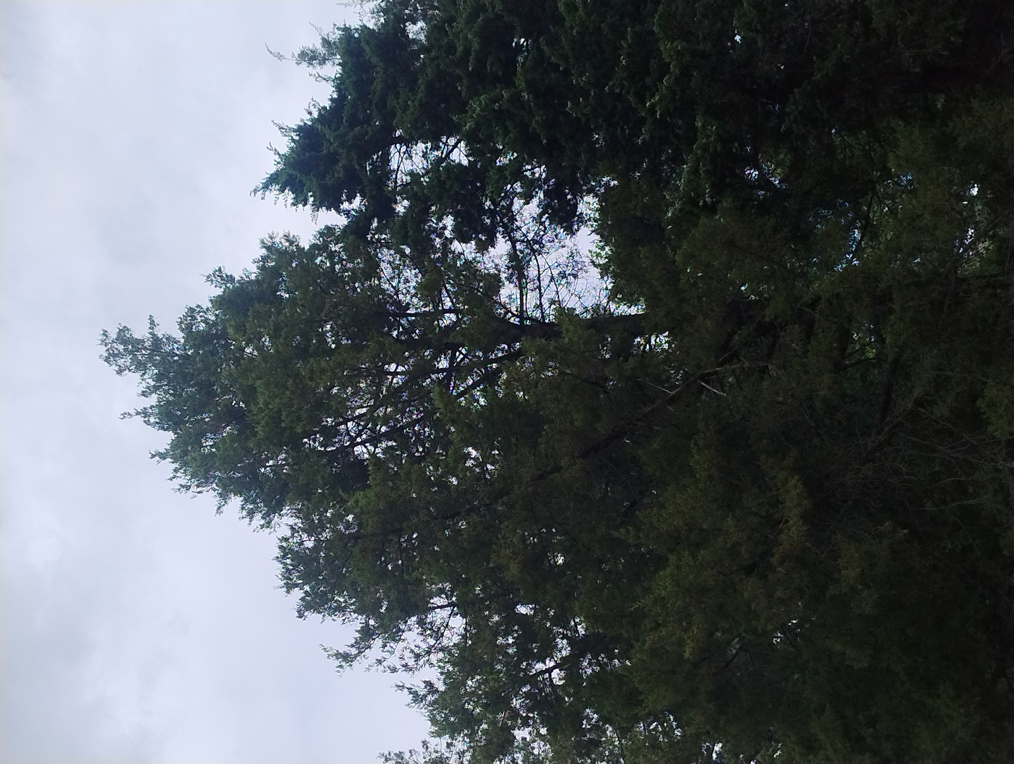A drone shot looking up at a dense canopy of evergreen trees against an overcast sky. The trees are dark green and form a textured, layered silhouette.