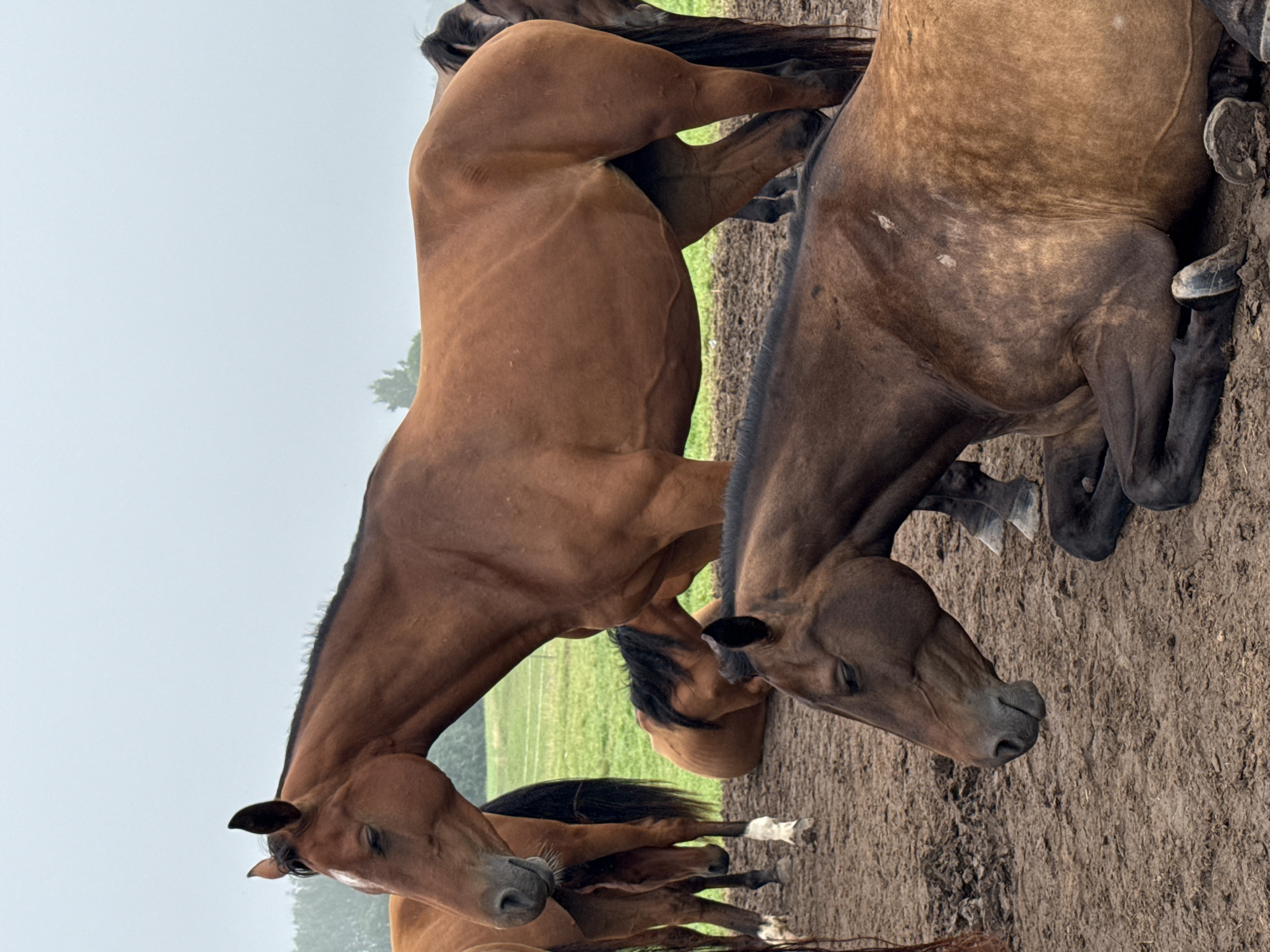 The image shows a herd of brown horses in a muddy, outdoor enclosure. In the foreground, a brown horse is lying down with its head resting on the ground, its eyes closed. Behind it, a larger brown horse stands with its head down, also appearing to be resting. Several other horses are visible in the background, some standing and others lying down. The environment appears to be a farm or pasture, with a green grassy field visible behind the horses and a cloudy sky overhead. The location is identified as Galinė, Lithuania. The scene is a tranquil, natural setting focused on the resting horses.