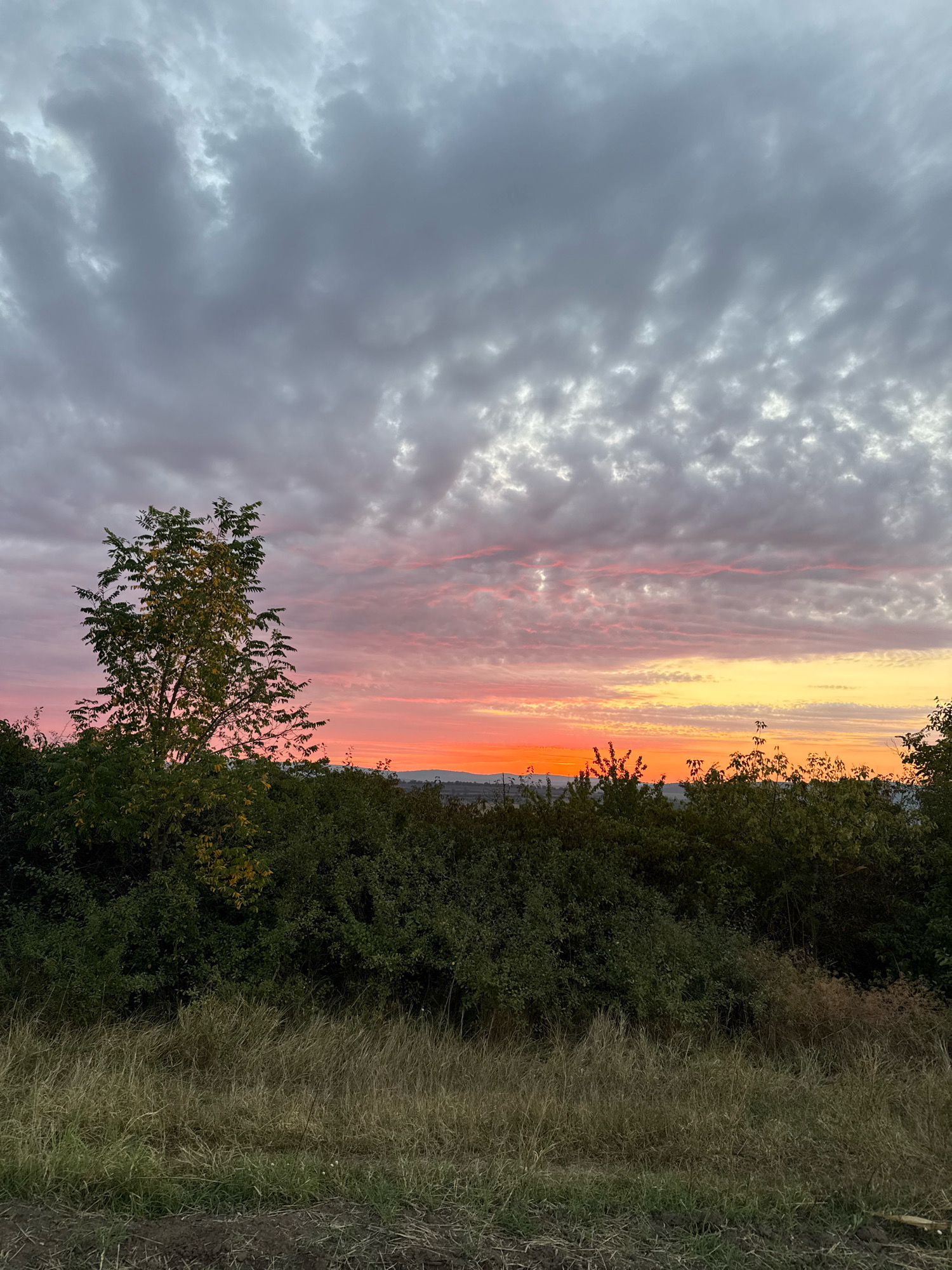 The image depicts a scenic landscape at sunset, possibly near Zagarancea, Moldova. The sky is a dramatic canvas of clouds, transitioning from a deep grey overhead to vibrant hues of pink, orange, and yellow near the horizon. A solitary tree with green and yellowing leaves stands prominently in the mid-ground, silhouetted against the colorful sky. Below the tree, a dense line of dark green foliage forms a natural border. In the foreground, dry, golden-brown grass covers the ground, interspersed with patches of darker soil. The overall impression is one of natural beauty and tranquility during the twilight hours.