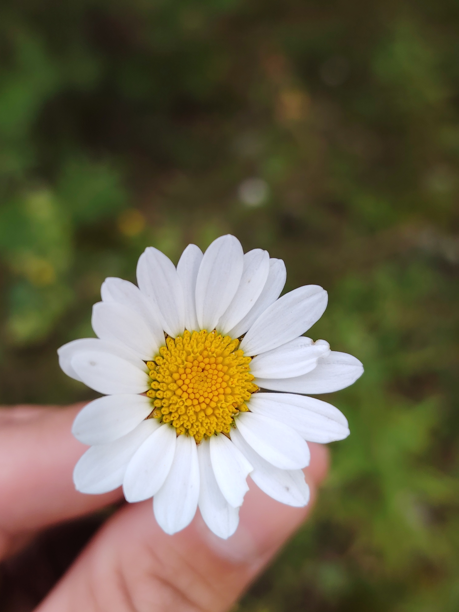A close-up, vertical, eye-level shot shows a single daisy held between a person's thumb and forefinger. The daisy is in full bloom with white petals radiating from a bright yellow, textured center. The flower is the main subject and is sharply in focus. The background is a soft blur of green and brown, suggesting an outdoor, natural environment. The person's hand is visible at the bottom of the frame, with skin tones appearing fair. The setting is not specific to a city but rather a natural outdoor area.