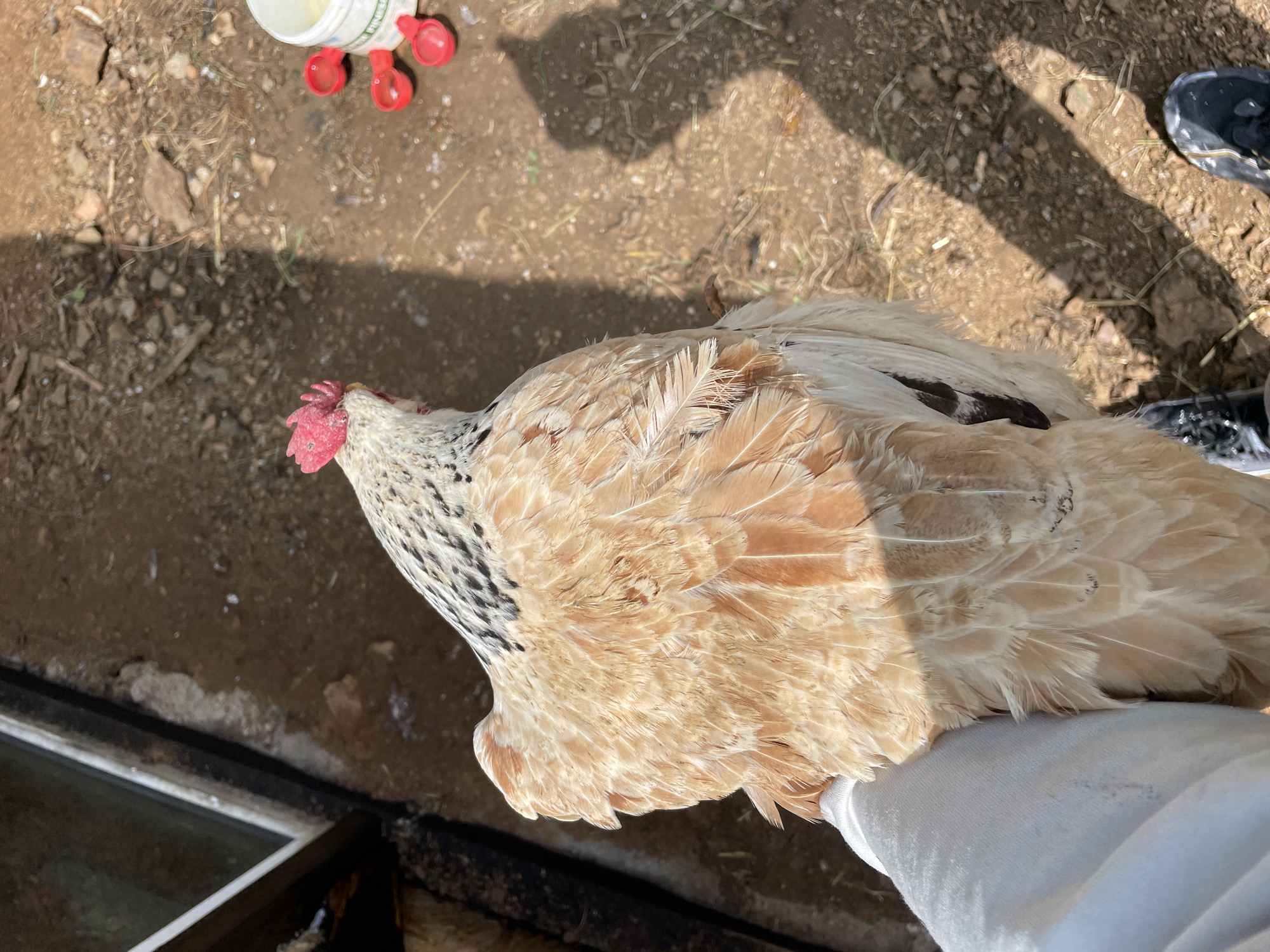A medium shot captures a chicken held by a person wearing a white sleeve. The chicken's head is angled toward the left with a red comb and speckled black and white neck feathers. Its body is covered in tan and white feathers. The background consists of dry dirt and gravel. A white bucket with red feeding ports rests in the top left corner, and a pair of black and white sneakers are visible in the top right. Shadow is present throughout the top half of the image. A black metal frame and glass is visible along the left edge of the frame. The location may be Zlatograd, Bulgaria, but there are no unique identifiers present in the image to confirm this.