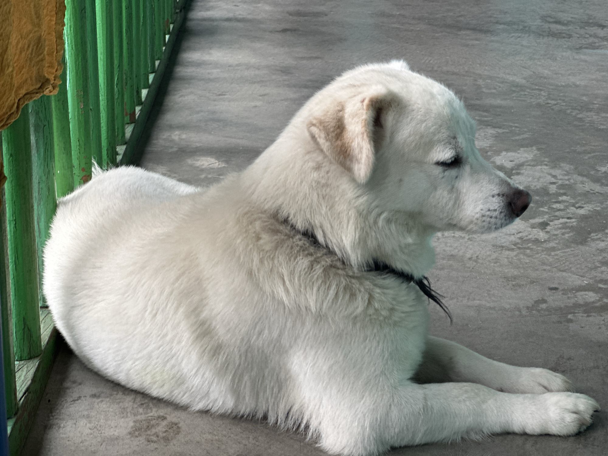 A medium shot captures a white fluffy dog lying on a gray concrete surface. The dog is positioned in the lower right half of the frame, facing right. Its eyes are closed, and its head is tilted slightly downwards. A dark collar is visible around its neck. To the left of the dog, a green metal fence runs along the edge of the scene, with a piece of orange fabric hanging from it in the upper left corner. The concrete surface appears worn and marked. The background consists of more of the gray concrete and the green fence. The lighting suggests an outdoor setting, possibly during the day.