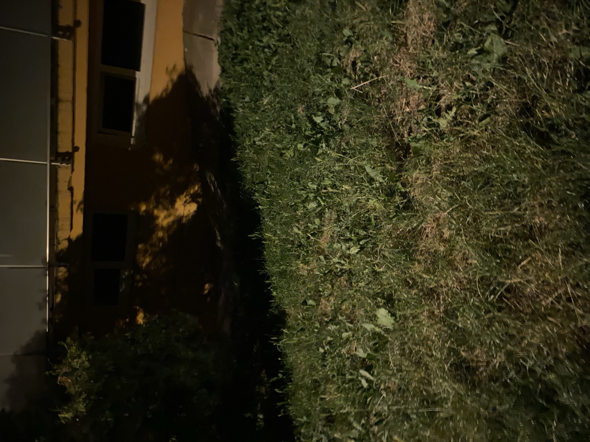 An outdoor scene at night shows a building with yellow siding and dark windows, casting shadows from a nearby tree onto its wall. The ground in the foreground is covered in overgrown grass and weeds. The location is identified as Bílina, Czechia.