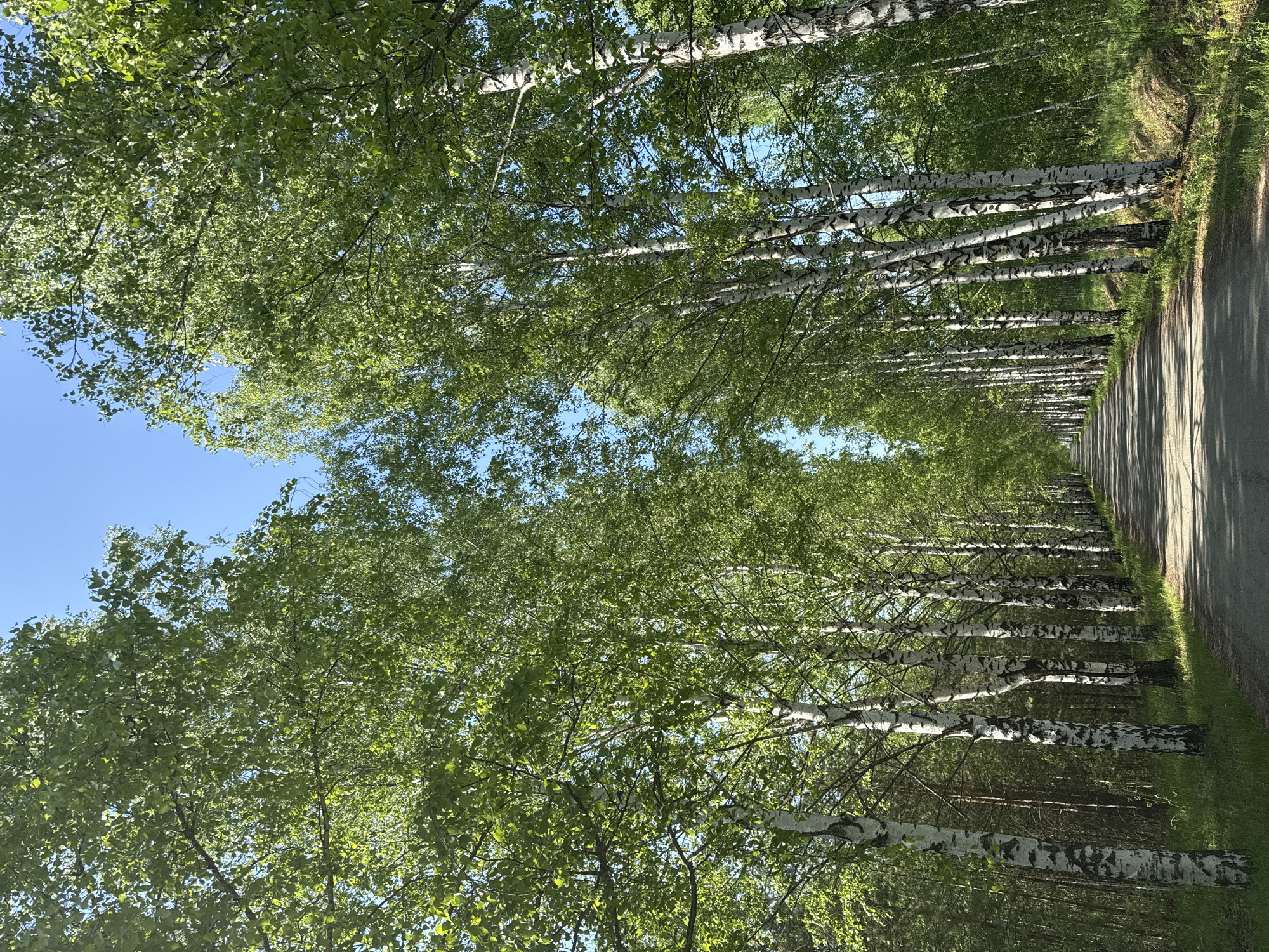 The image shows a tree-lined road in Банное, Russia. The road runs from the foreground into the distance. Parallel rows of birch trees stand on either side of the road, their white trunks providing a stark contrast to the green foliage. The sky is blue, visible between the gaps in the tree canopy. Sunlight filters through the leaves, casting shadows on the road surface. The road appears to be paved and well-maintained. The scene is tranquil and dominated by natural elements.