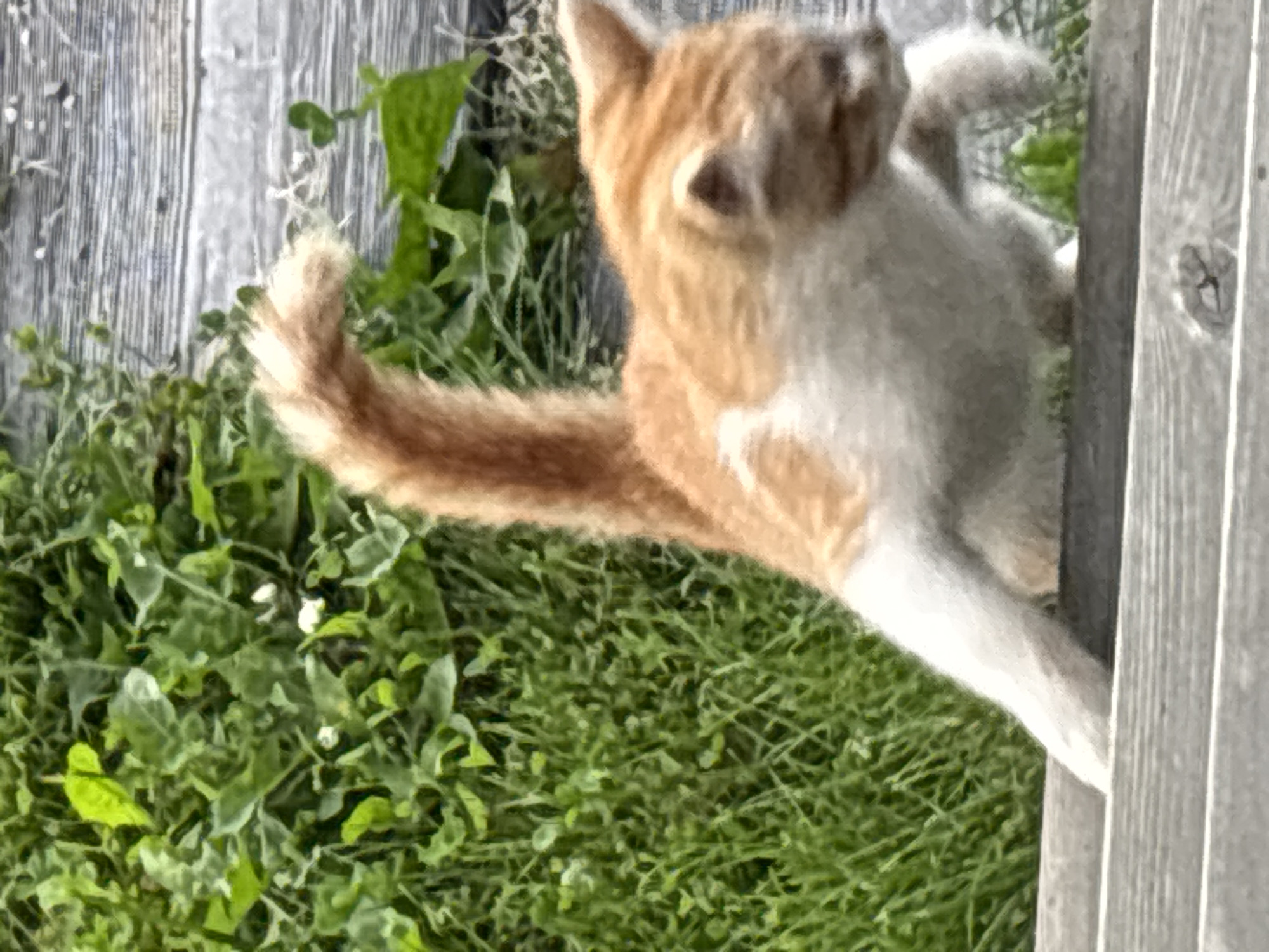 An orange and white cat is on a wooden surface, with its tail raised. The cat is in motion, appearing to be stepping or jumping. Behind the cat is a patch of green grass with some smaller plants and a wooden fence in the background. The scene is outdoors. The image does not contain information indicating a specific location in Zvenigorod, Russia.