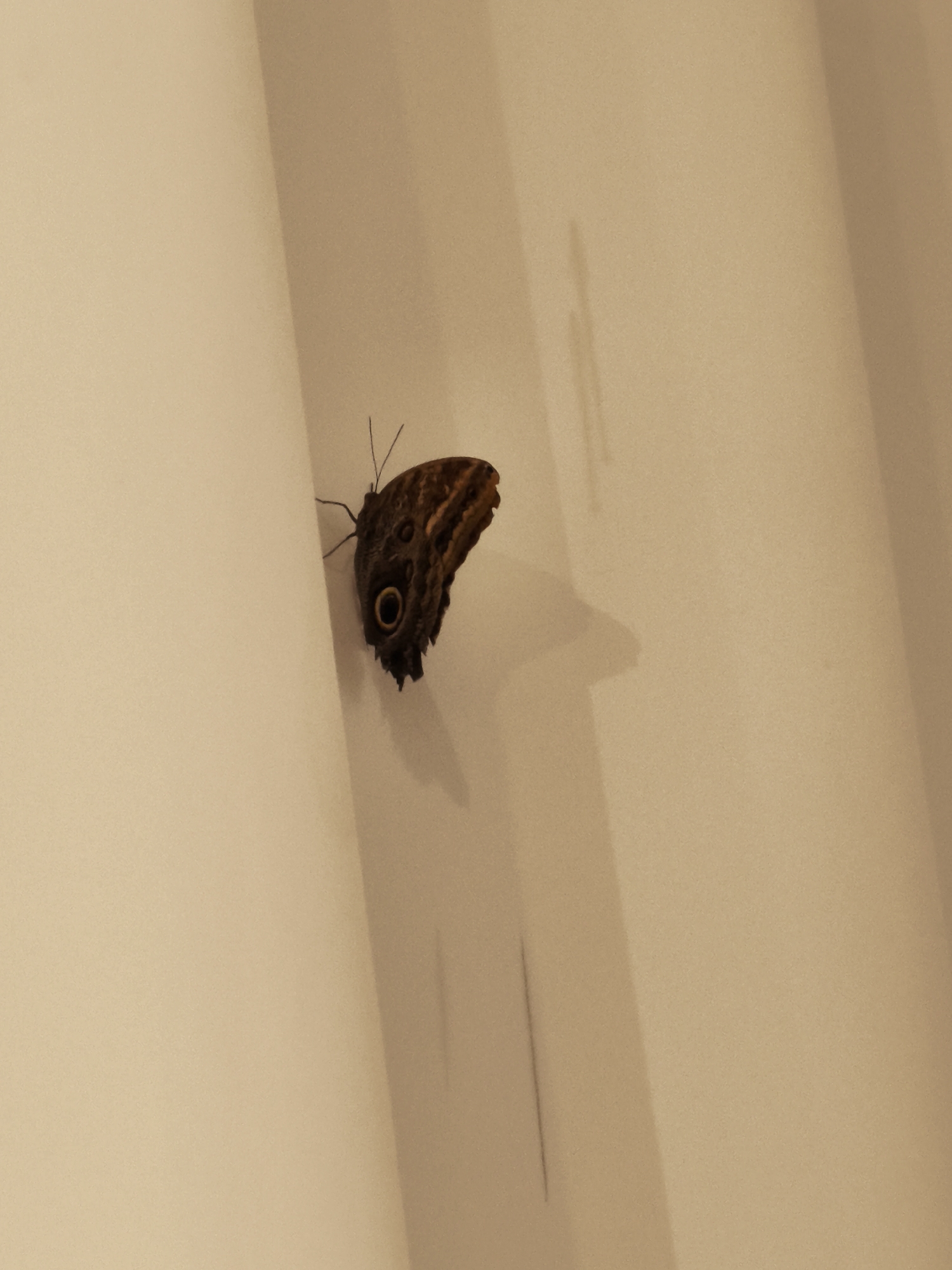 A brown butterfly with eye-shaped markings on its wings is perched on a cream-colored wall. The butterfly is positioned on the right side of the image, facing left. Its wings are partially open, revealing intricate patterns. The wall has a subtle texture and appears to be lit from the side, casting a shadow of the butterfly to its right. The background is a soft, neutral tone. The image does not contain any elements that would indicate its location in Gdańsk, Poland.
