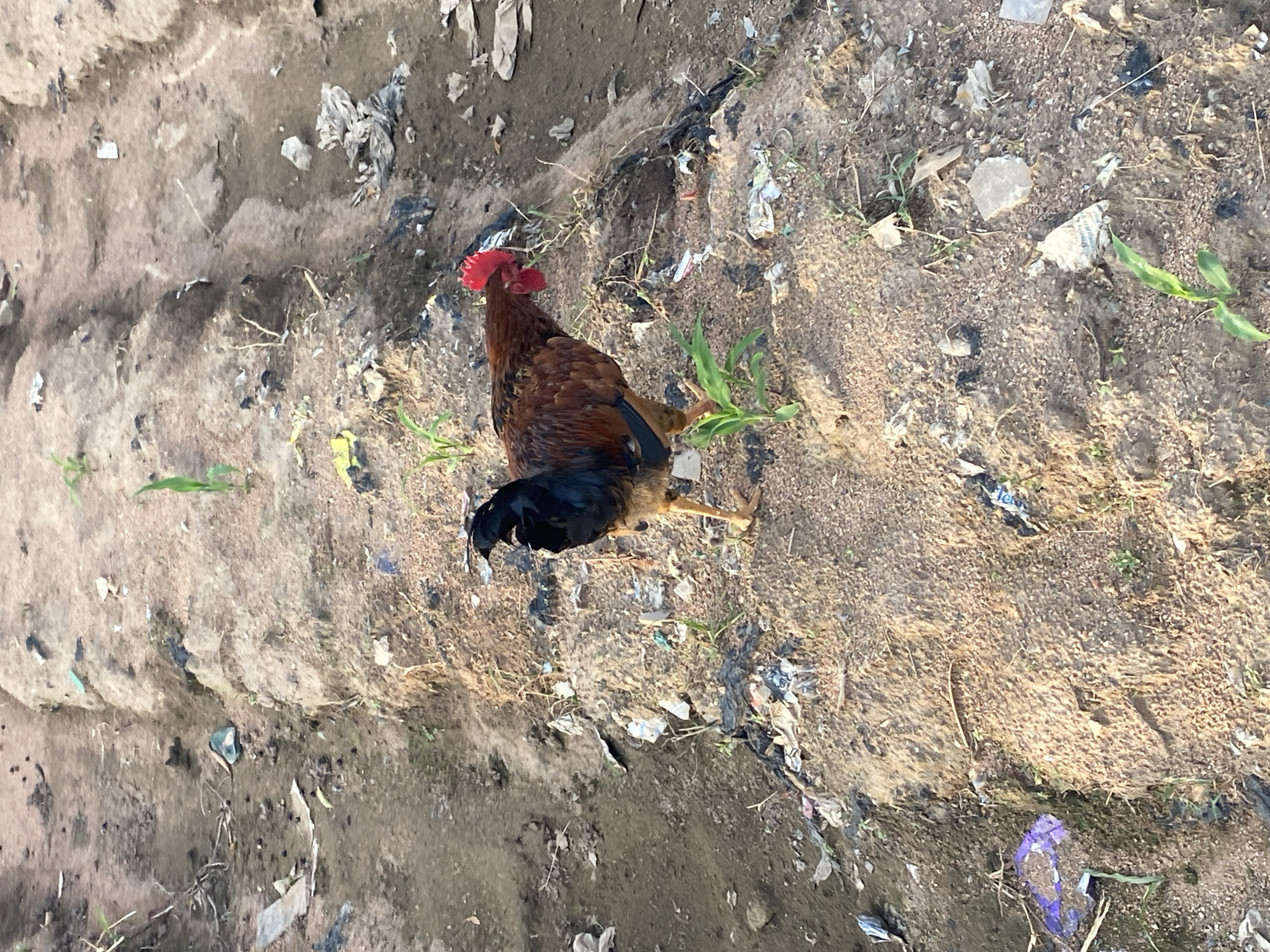A rooster stands in a field of dirt and debris. The rooster is facing left, with its head down as if pecking at the ground. Its feathers are brown and black, and it has a red comb on its head. The field is littered with various pieces of trash, including plastic bags, wrappers, and paper. There are also a few small green plants growing in the dirt. The ground appears to be uneven and dry.