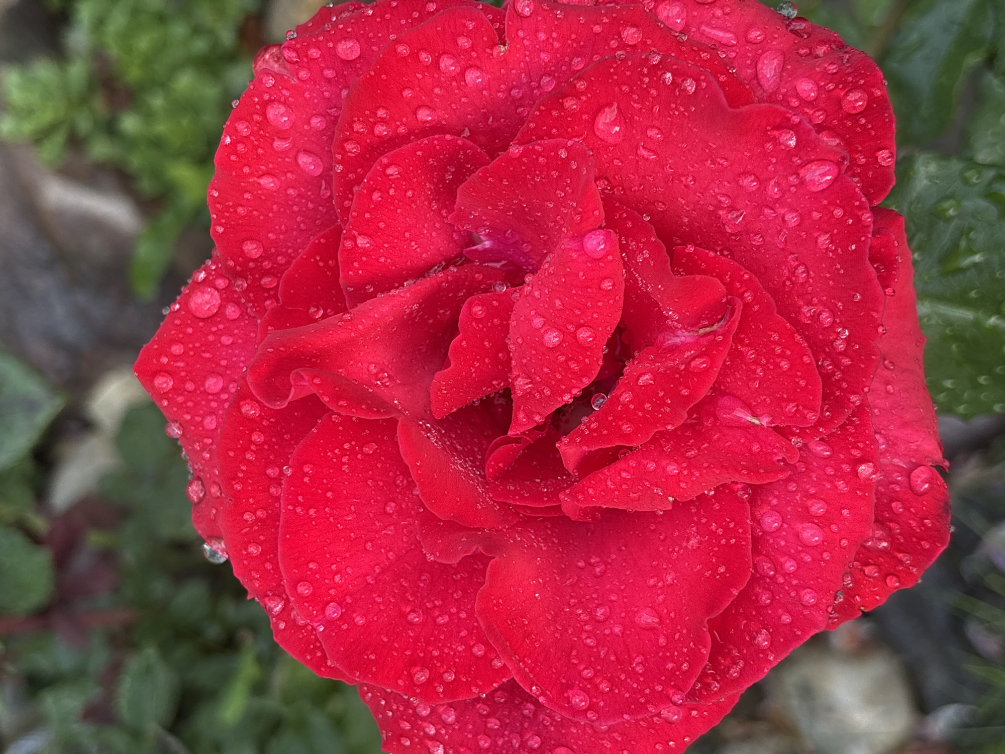 This is a close-up, top-down shot of a vibrant red rose covered in water droplets. The rose is the primary subject, filling most of the frame with its velvety petals. The water droplets glisten on the surface of the petals, adding texture and depth to the image. The background is softly blurred, featuring hints of green foliage and some muted earthy tones, suggesting an outdoor garden setting. The lighting appears to be natural, possibly from an overcast sky or diffused sunlight, creating soft shadows and highlighting the dew on the rose. The overall mood is serene and natural, capturing the beauty of the rose after a rain or watering. There are no visible people, text, or specific landmarks that would indicate the exact location beyond the implied garden in Bogorodsk, Russia. The time of day and weather are suggested by the light and the presence of water droplets.