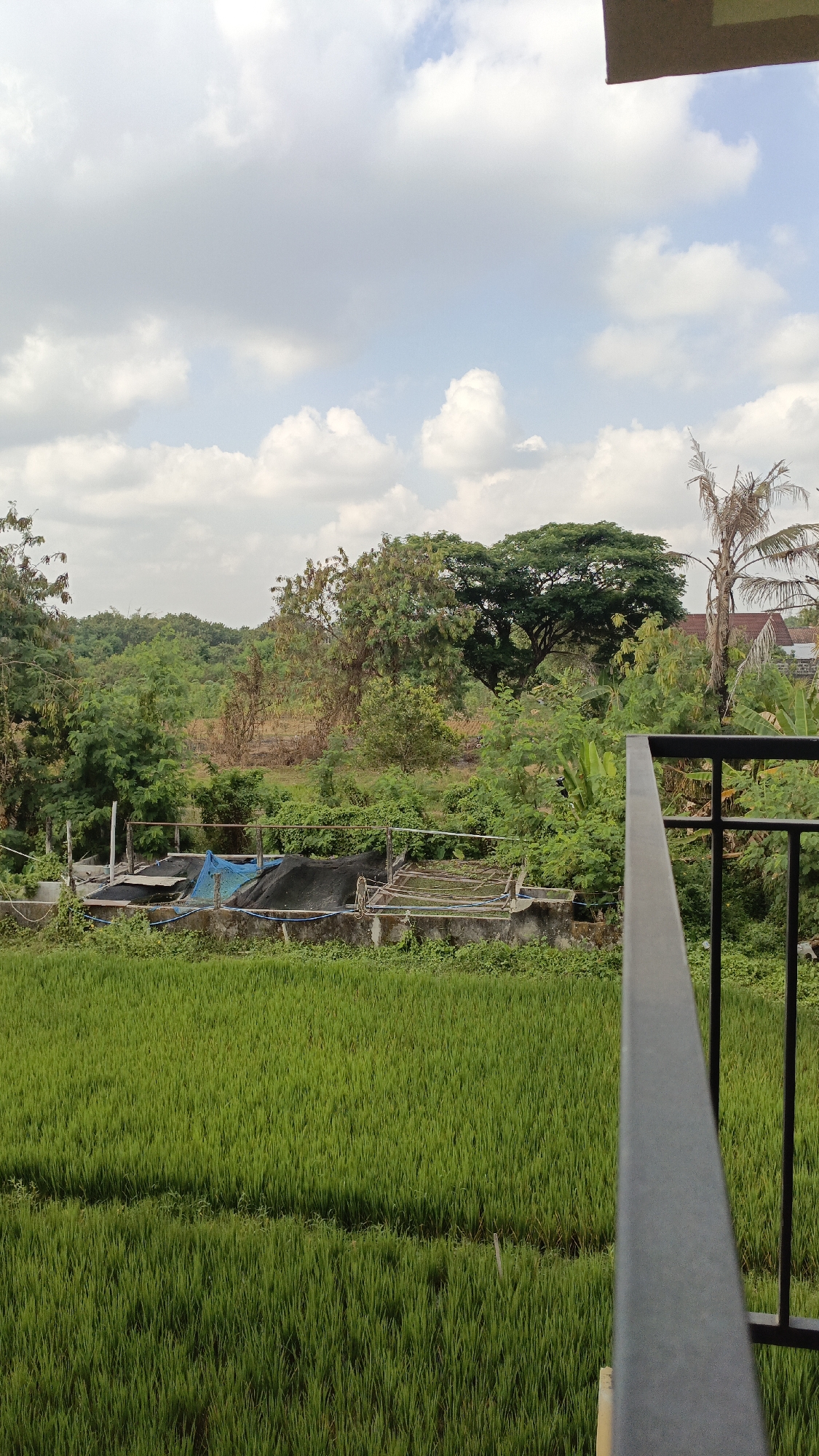The image depicts a lush green rice field in the foreground, with a concrete structure containing some netting and what appears to be construction materials in the middle ground. Beyond the rice field and structure, there is a dense cluster of trees, some with vibrant green foliage and others with a drier, brown appearance. A tall, dry palm tree stands to the right, and a portion of a tiled roof is visible behind it. The sky is partly cloudy with a mix of white and gray clouds against a pale blue background. A dark metal railing is present in the lower right corner of the frame, suggesting the vantage point is from a balcony or elevated structure. The scene is set in a rural or semi-rural area, likely in Trihanggo, Indonesia, characterized by agricultural land and natural vegetation. There are no people visible in the image.