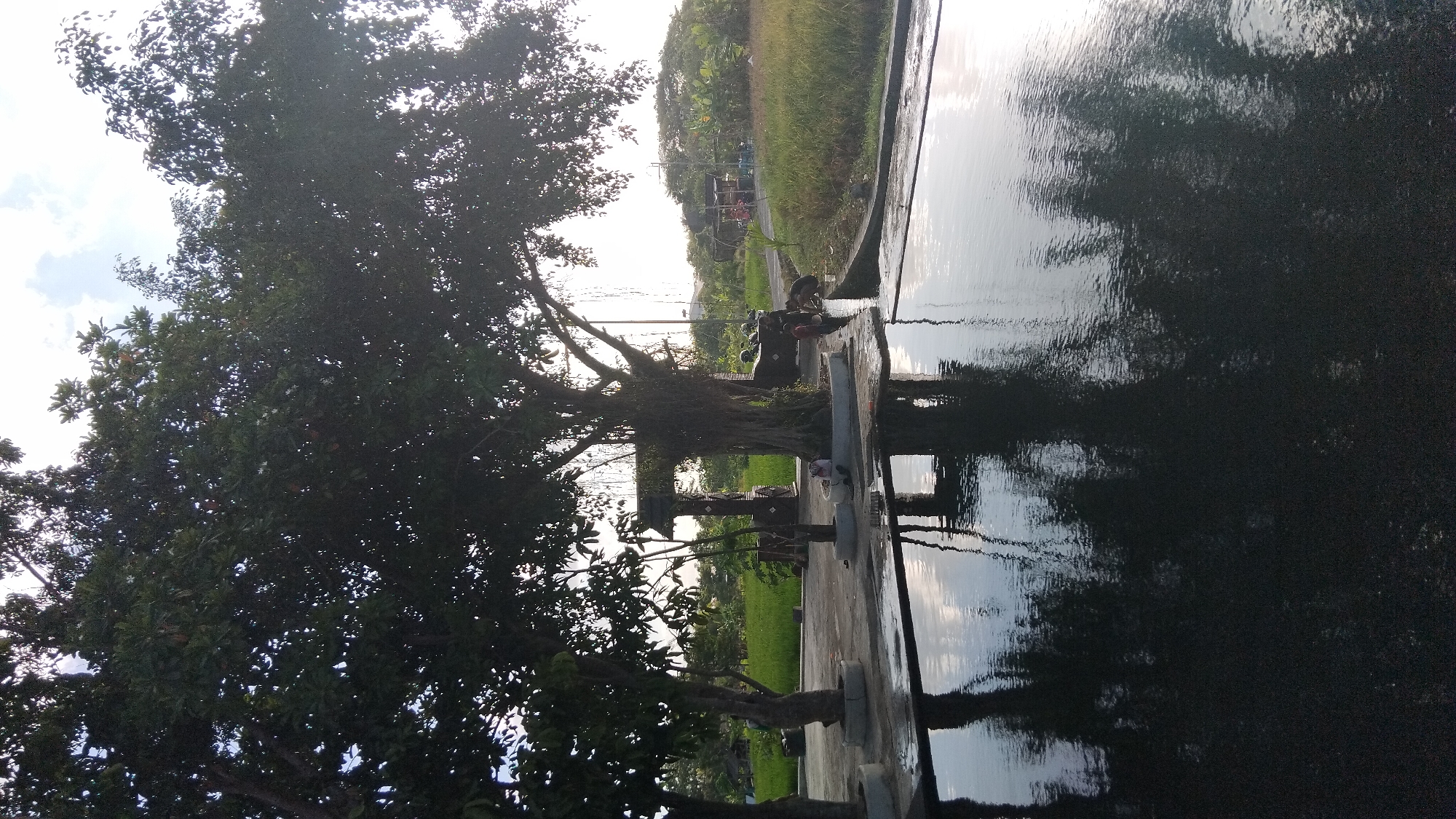 The image depicts a waterfront area in Ngaglik, Indonesia, likely a public bathing area or pond. A large, mature tree with thick, gnarled roots dominates the center, casting a shadow over the water and a paved area. The water's surface reflects the trees and sky, with some ripples disturbing the mirrored image.
Several people are present in the scene. Two individuals are partially submerged in the water on the right side, appearing to be bathing or washing. Another person sits on the edge of the paved area near the base of the large tree. In the background, there are more trees, a field of green crops, and a structure that resembles a pavilion or gazebo. A few motorcycles are parked near the pavilion. The sky is partly cloudy, with the sun visible, suggesting it is either early morning or late afternoon. The overall atmosphere is tranquil and rural.
