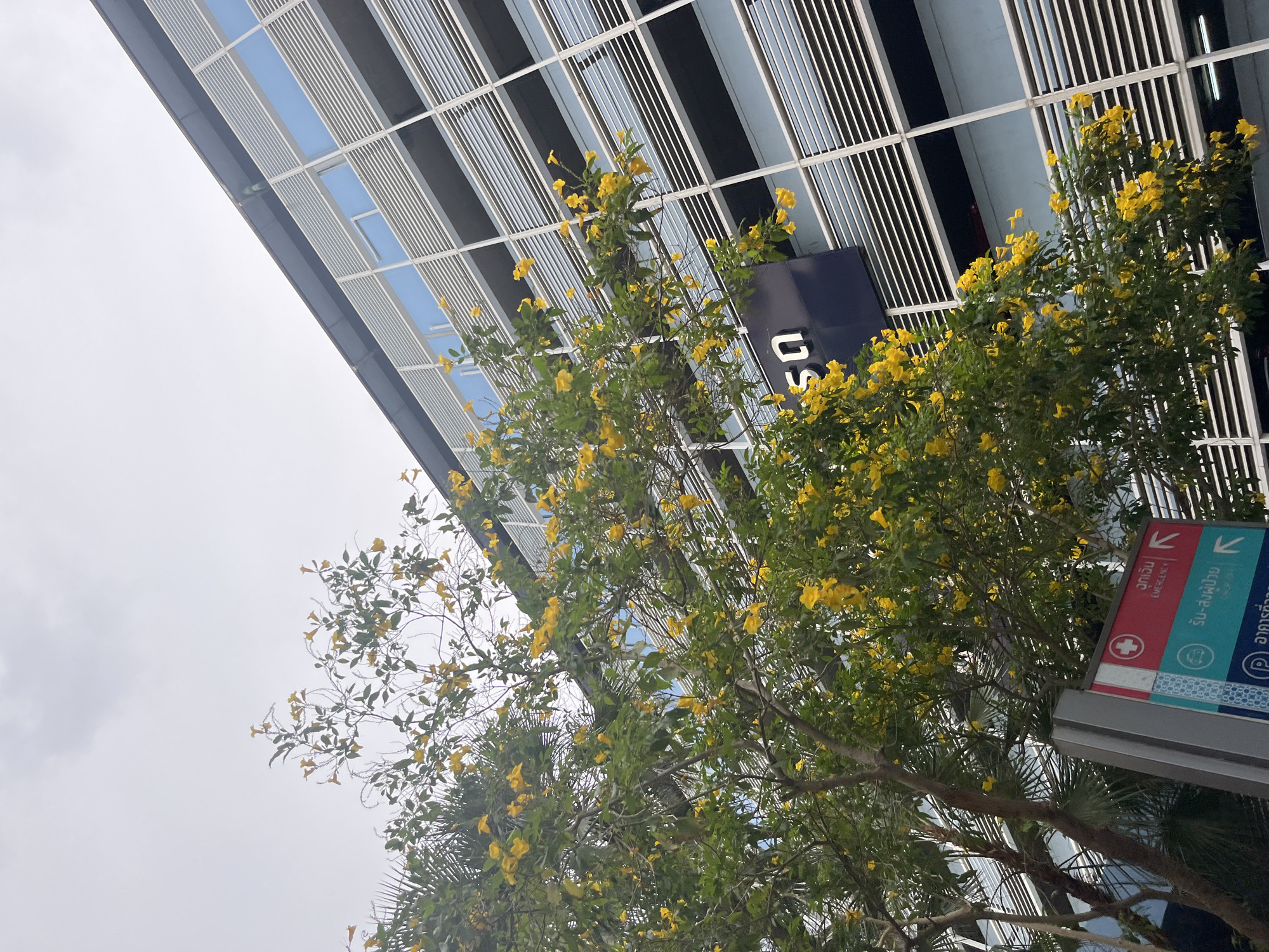 The image captures a low-angle view in Pattaya City, Thailand, oriented at an unusual angle. Dominated by a modern building with a grid-like facade composed of alternating dark and light strips, possibly windows or panels. The building's design creates a striped pattern.
Foreground: Trees with yellow flowers fill the lower and middle parts of the image, partially obscuring the view. A sign with information in Thai and English is visible. The sign provides directions to Emergency and other services, indicated by arrows and symbols.
Sky: The sky is overcast, with a uniform grey color, suggesting a cloudy day.